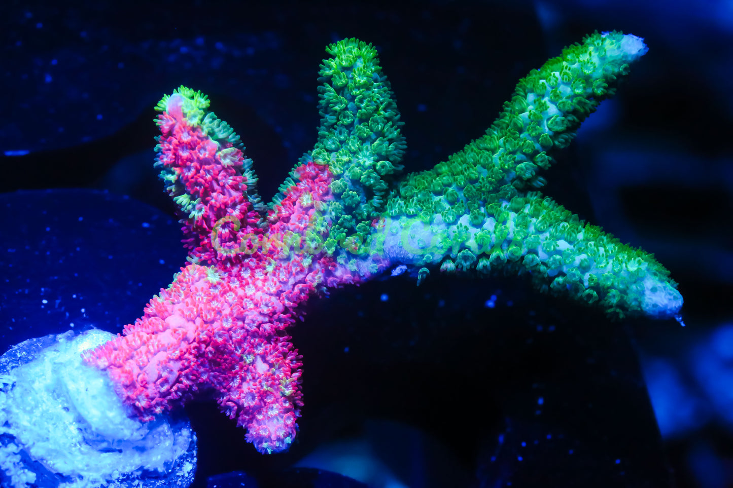 Cornbred's Tropical Grafted Digi - WYSIWYG