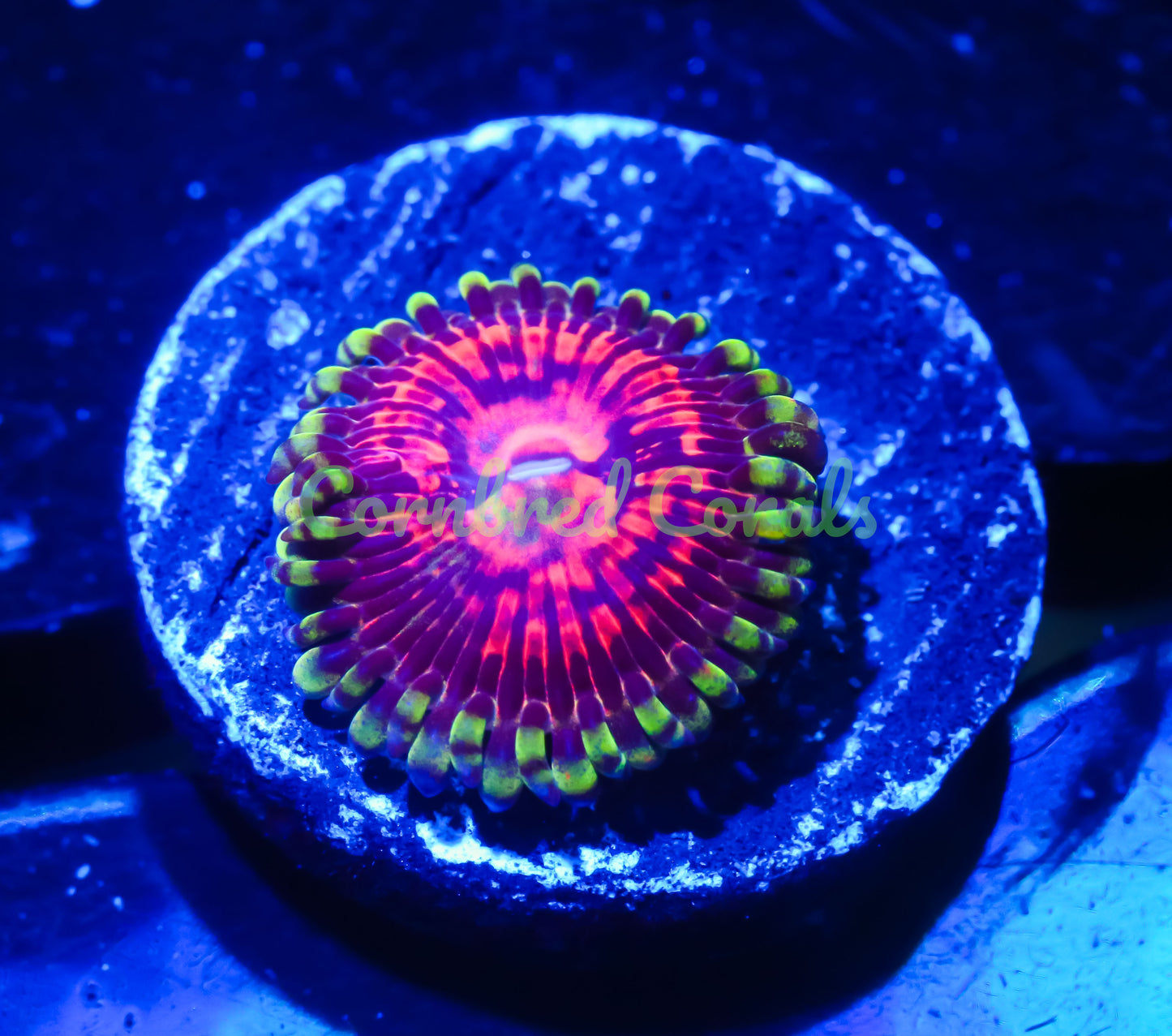 Cornbred's Master Hallucination Paly