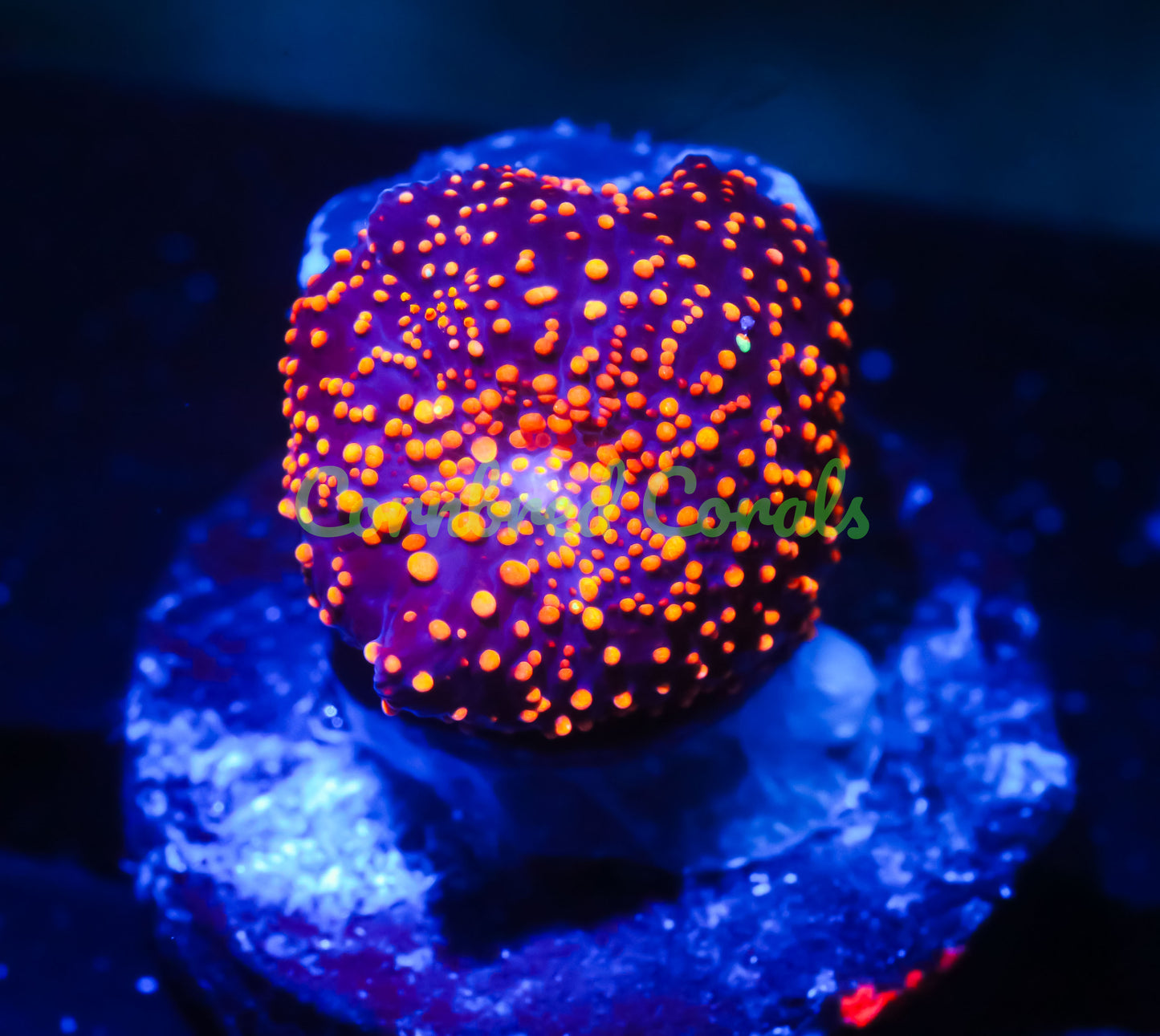Cornbred's Interstellar Mushroom - WYSIWYG