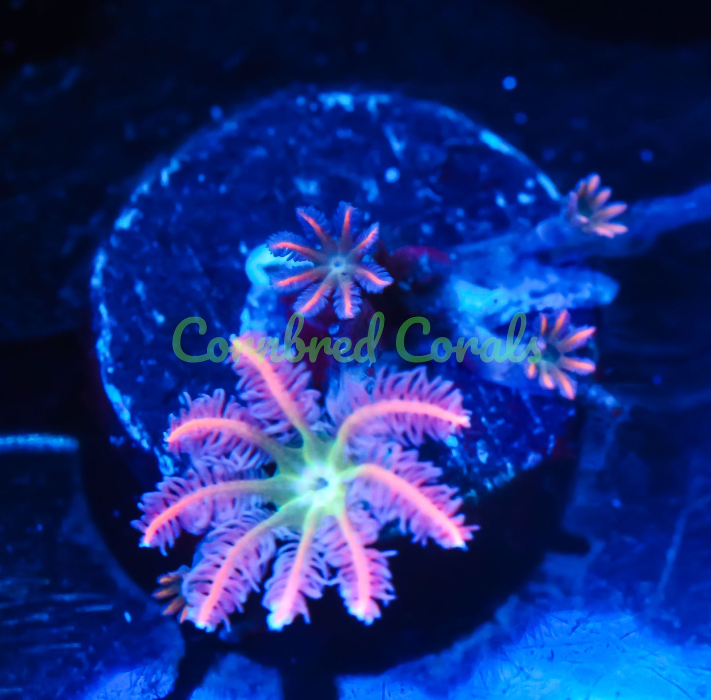 Cornbred's Ultimate Clove Gods - WYSIWYG