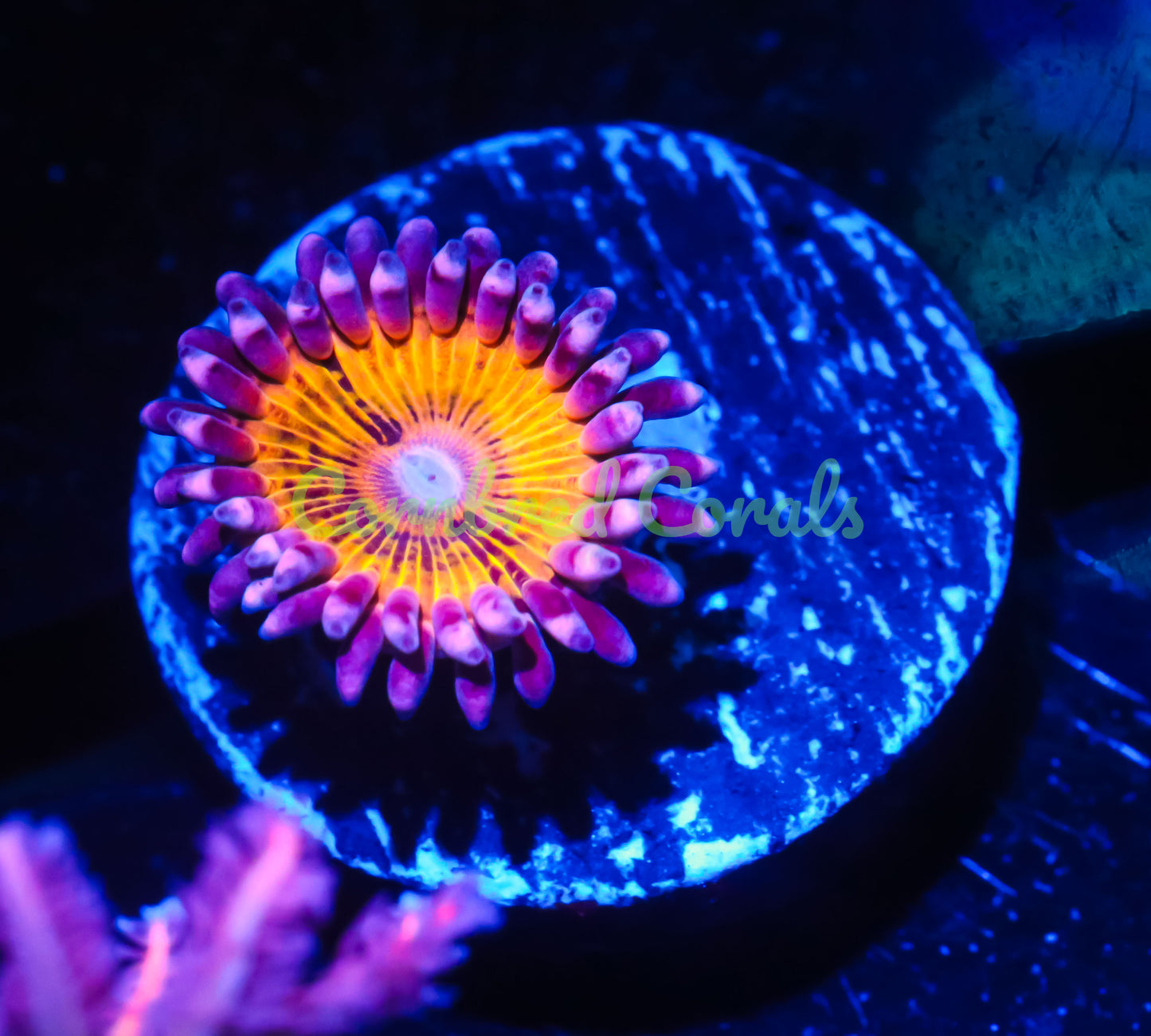 Cornbred's Supernova Paly - WYSIWYG