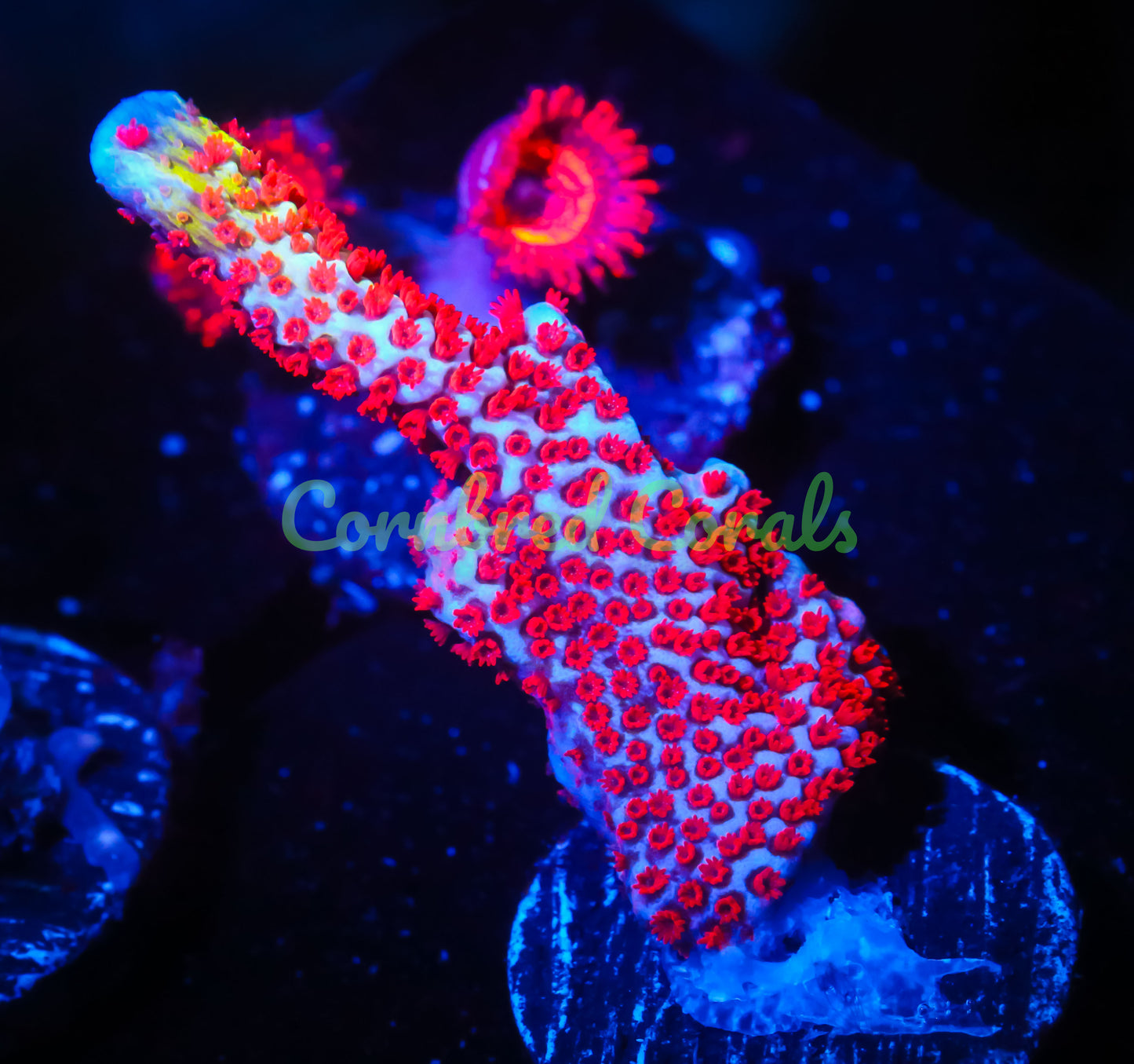 Cornbred's Bubble Gum Digi - WYSIWYG