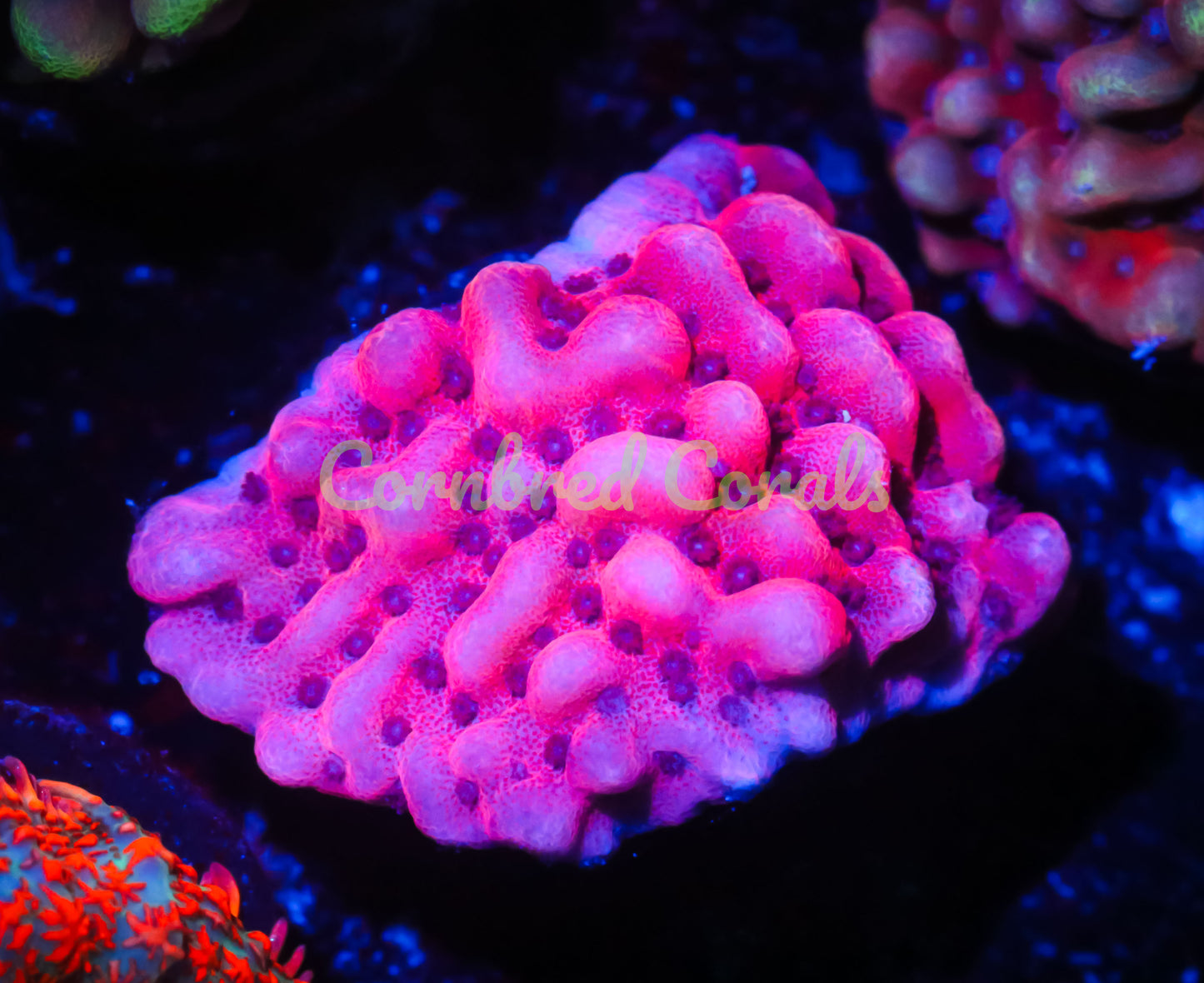 Cornbred's Flaming Phoenix Monti - WYSIWYG