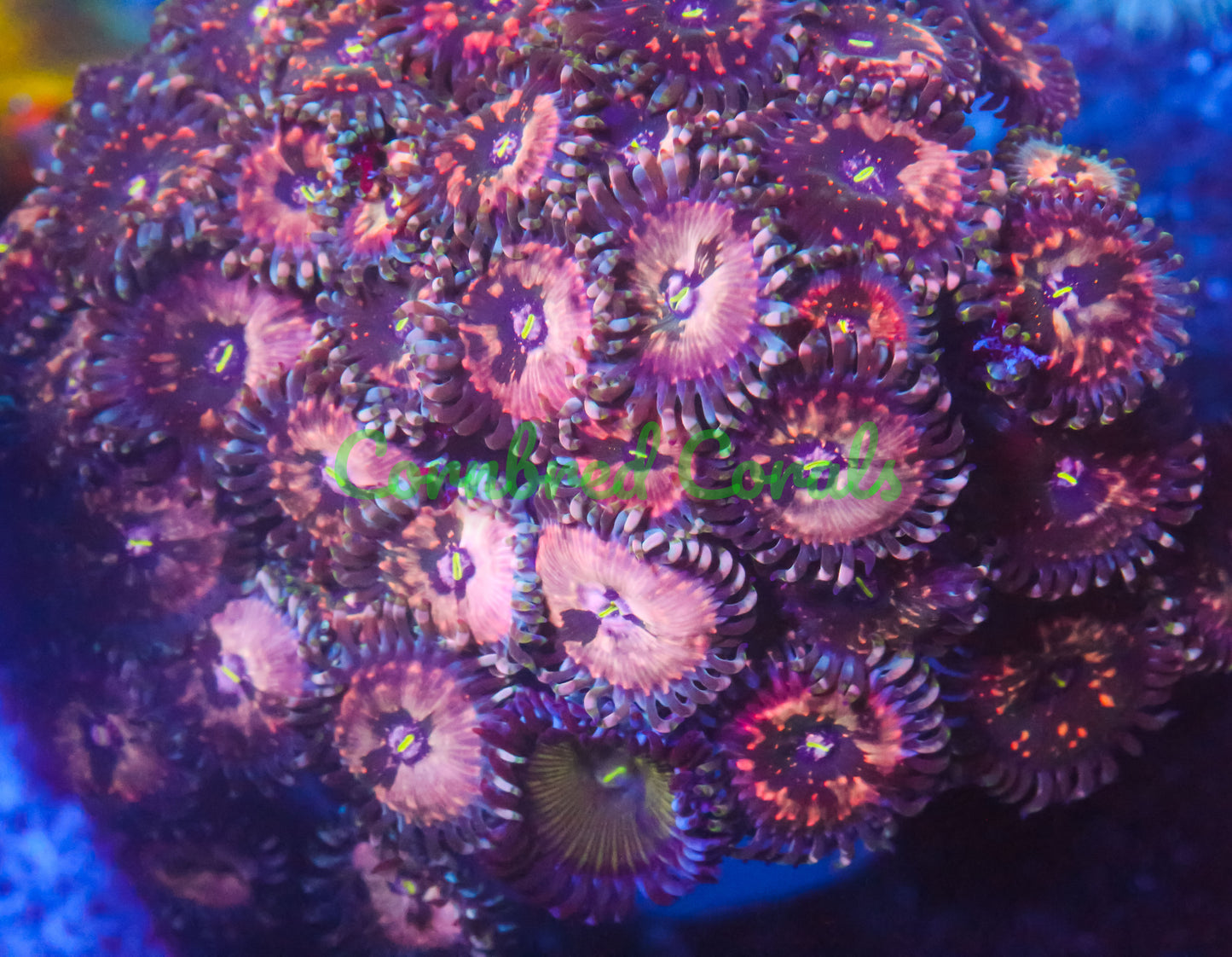 Cornbred's Atomic Space Monster Palys