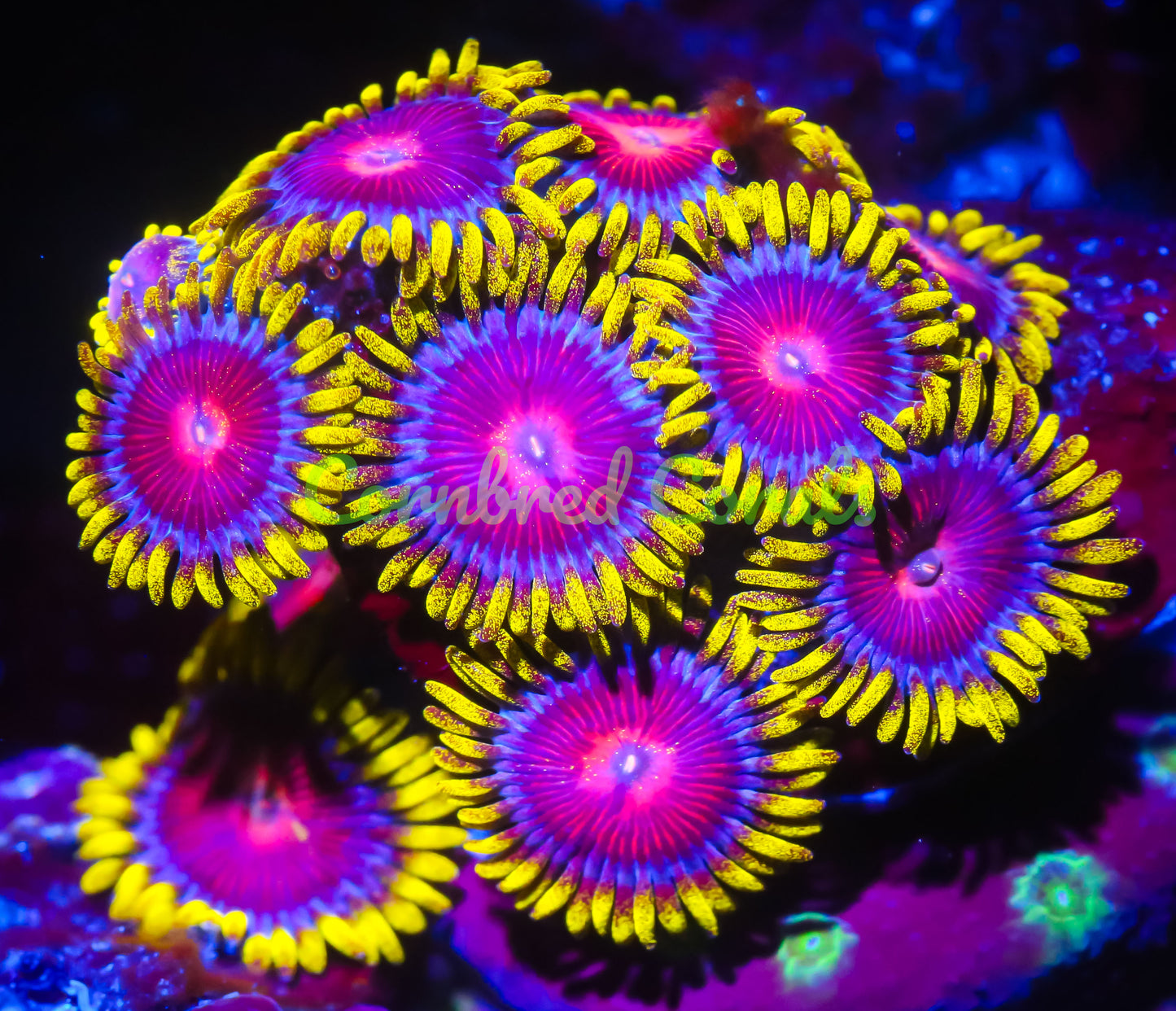 Cornbred's Spitfire Zoas