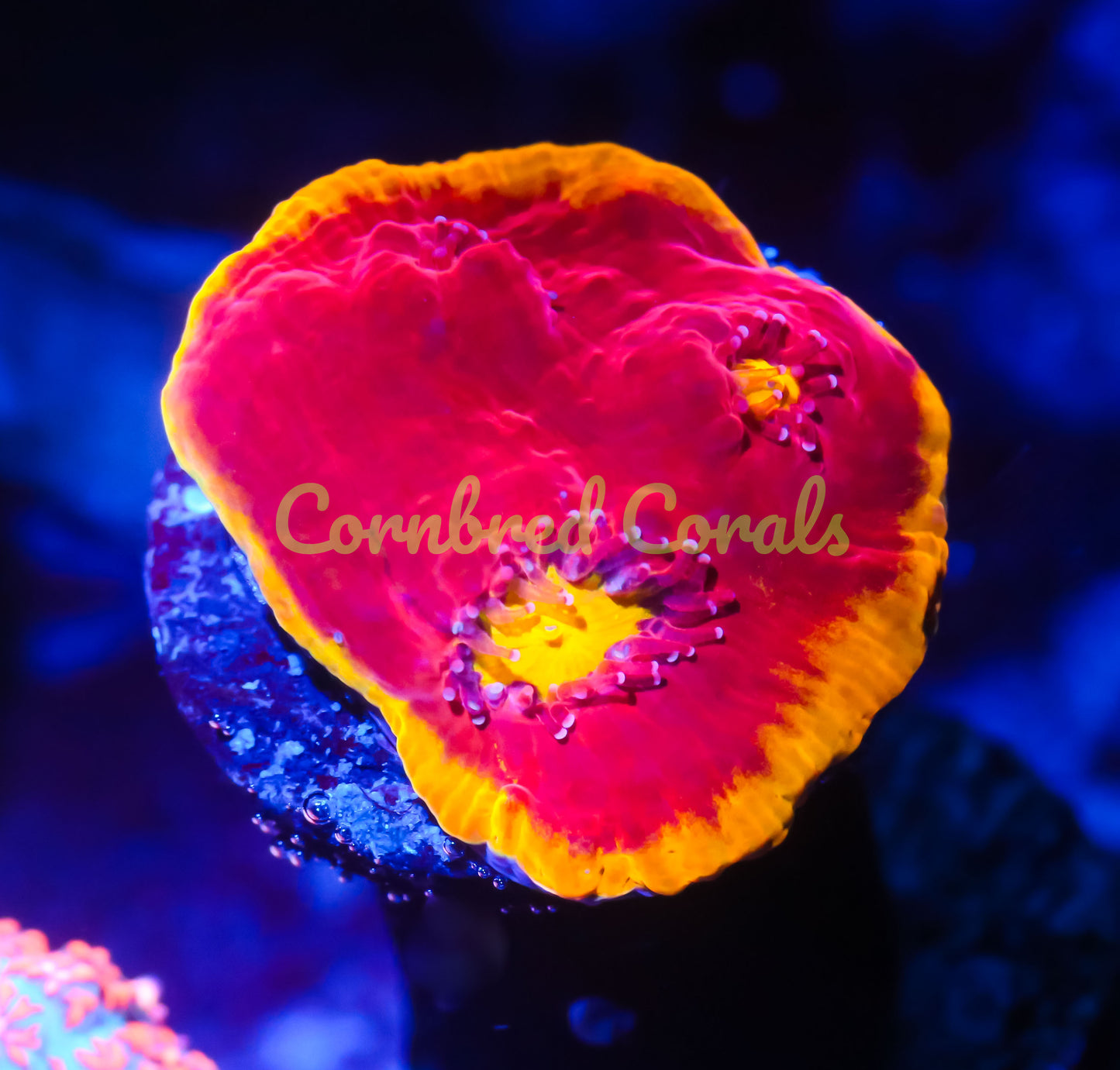 Cornbred's Flaming Bugatti Chalice - WYSIWYG