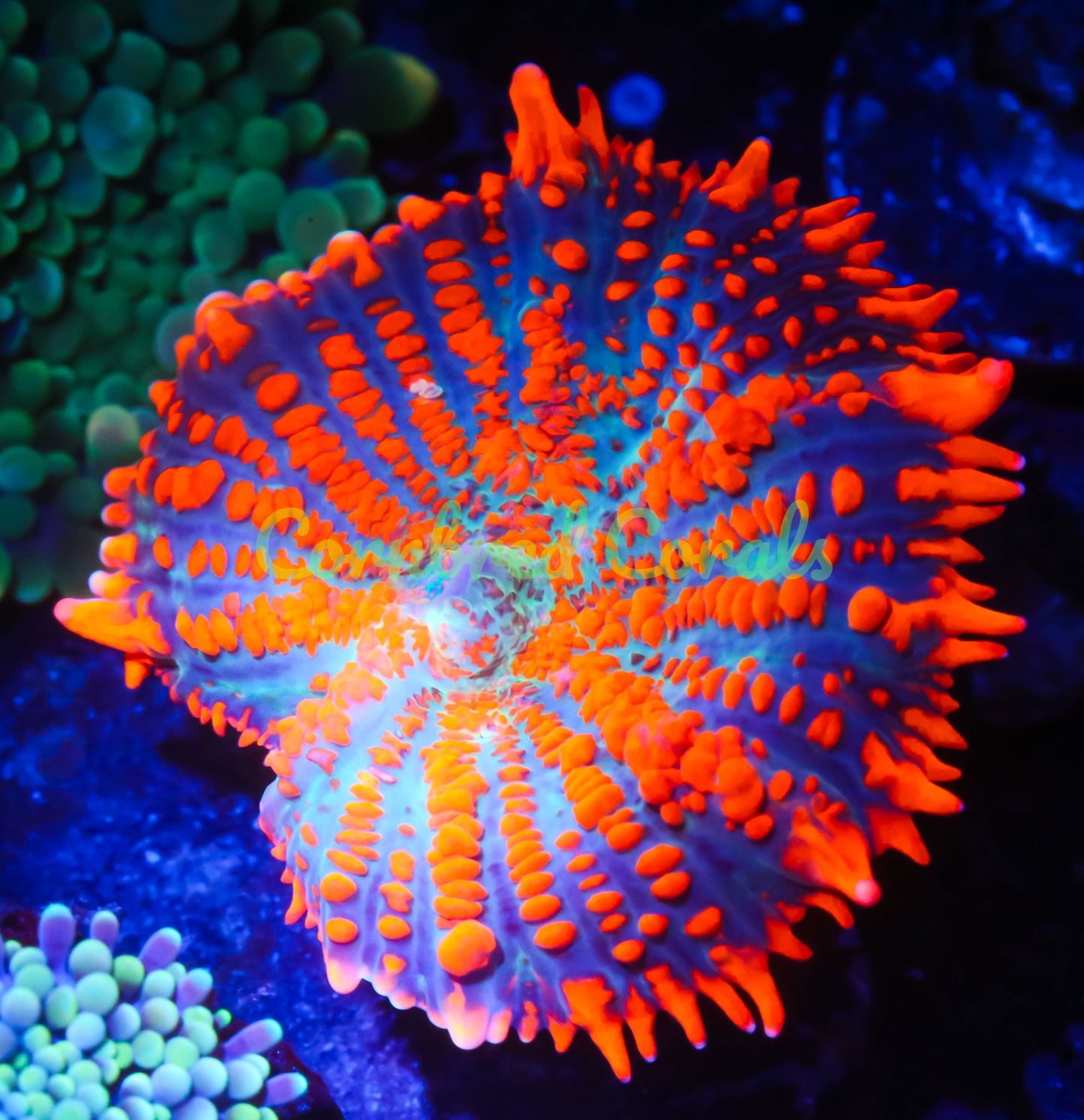 Cornbred Presents Jason Fox's Raunchy Red Bounce Mushroom