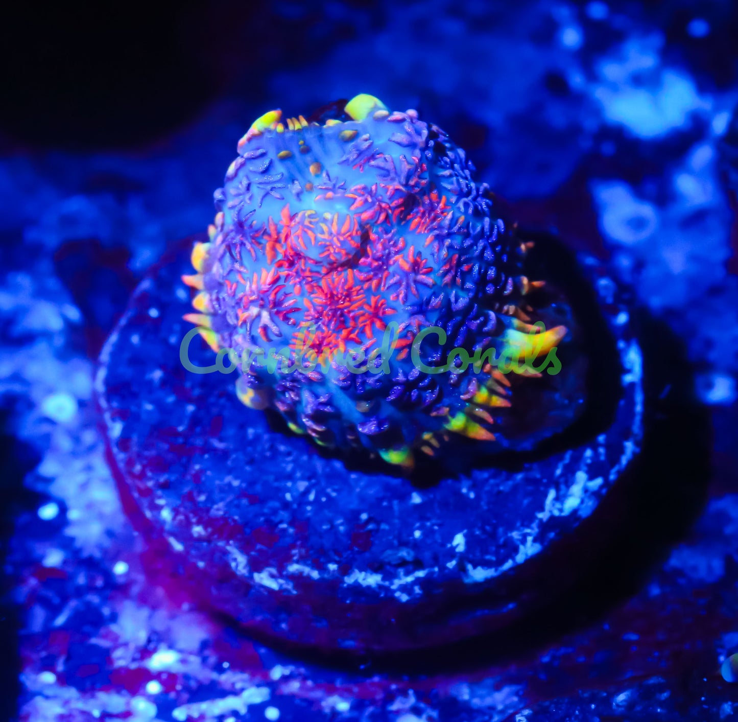 Cornbred's Captain America Mushroom - WYSIWYG