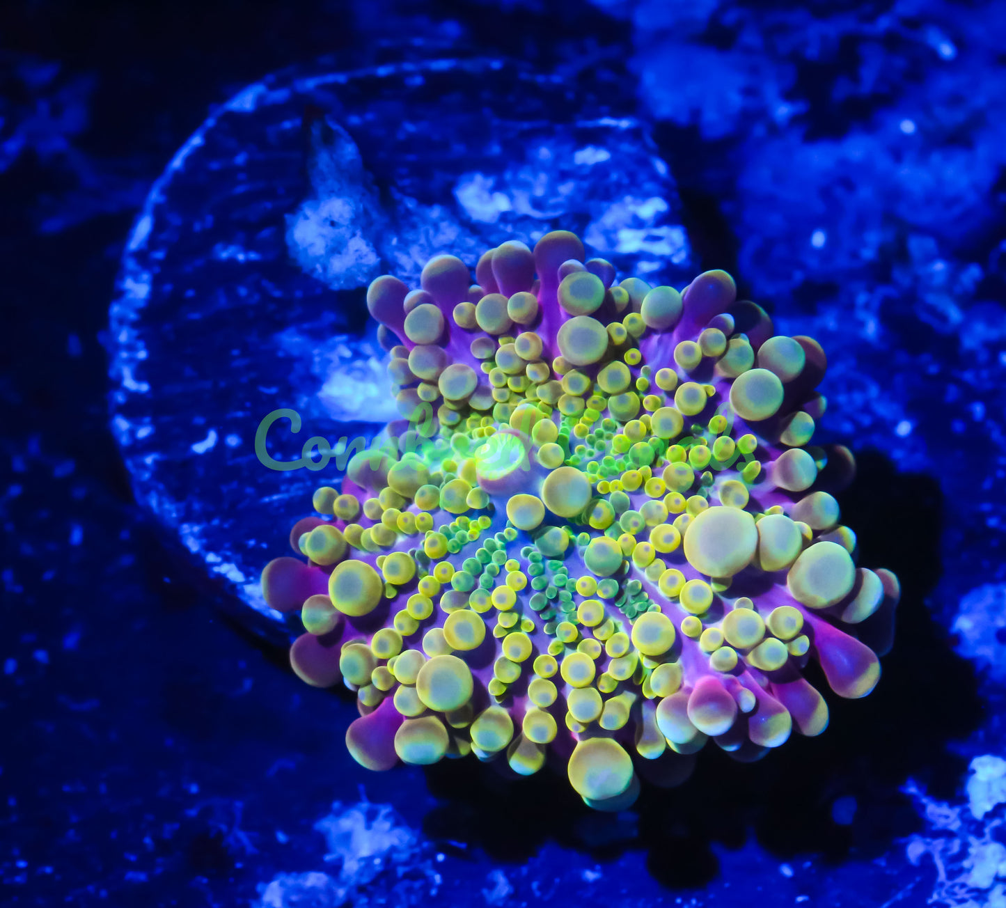 Cornbred's Sour Croc Yuma Mushroom - WYSIWYG