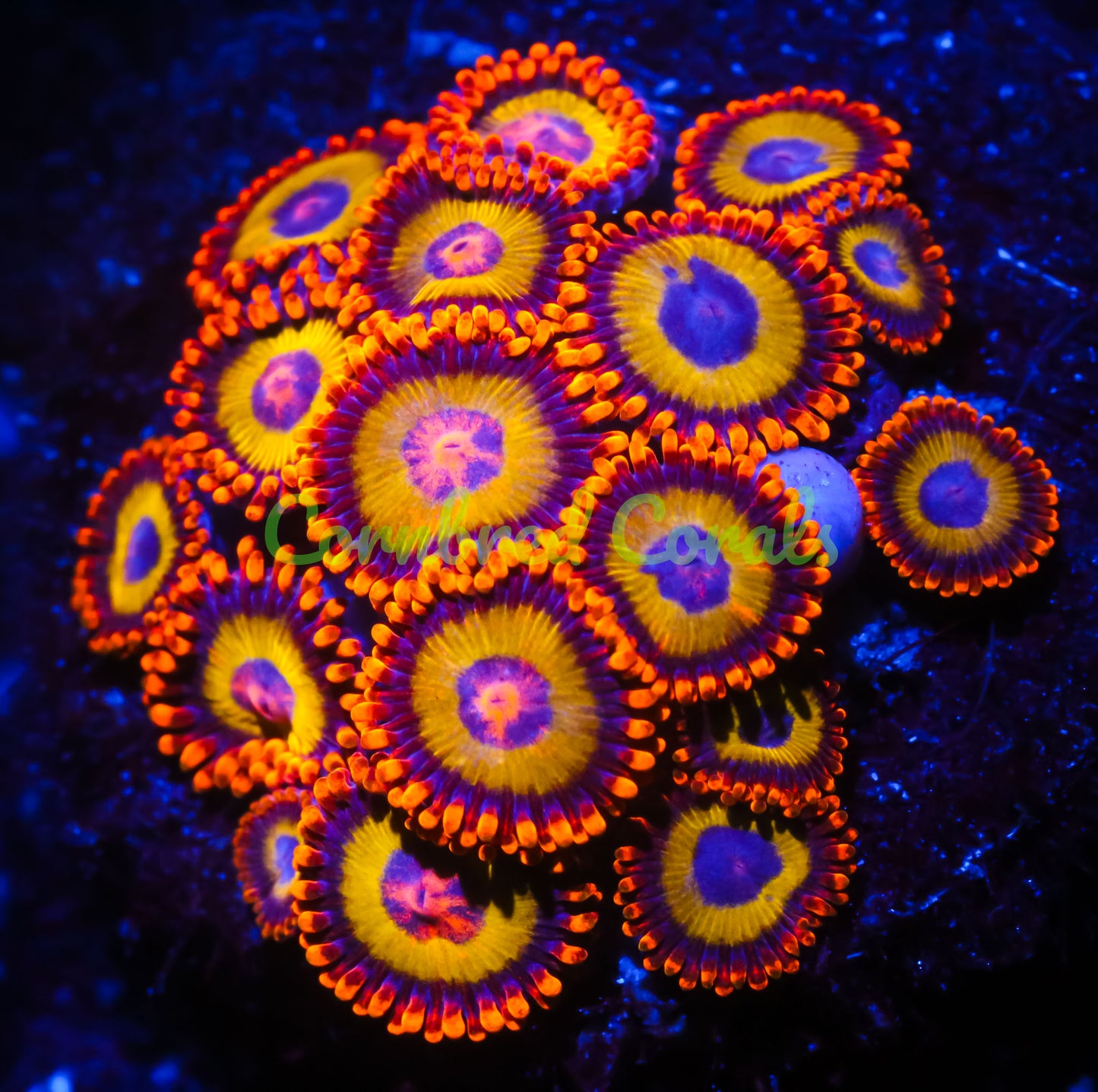 Cornbred's Donkey Balls Zoas