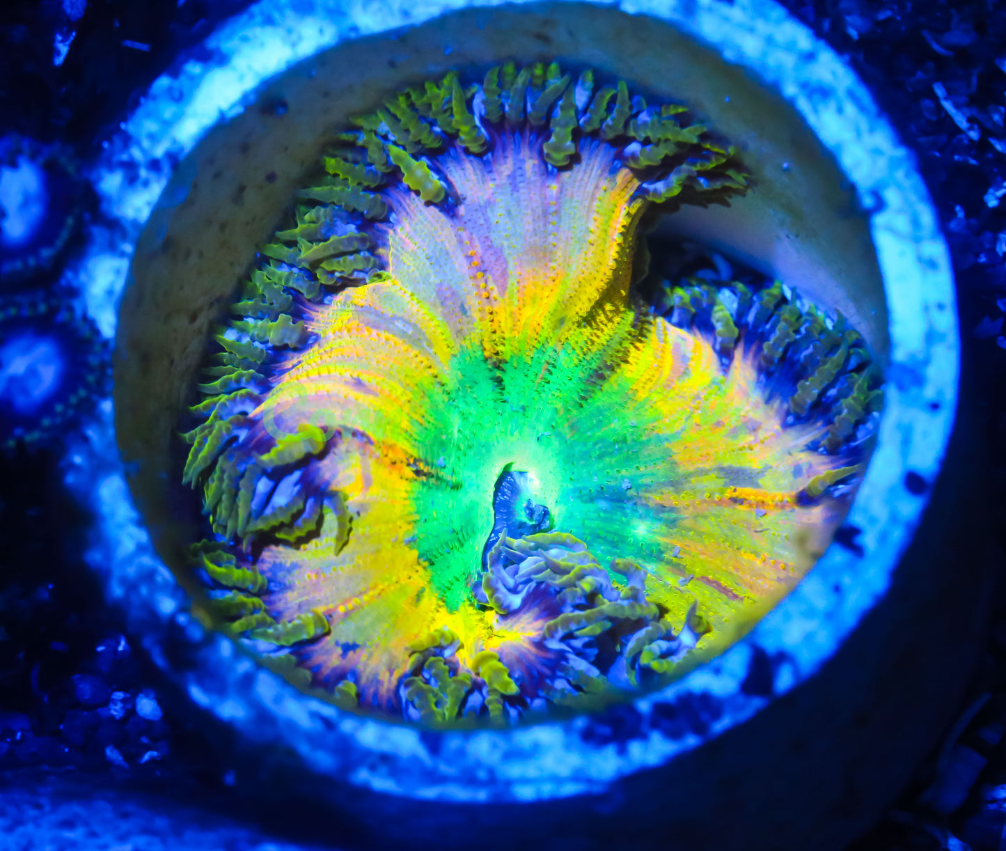 Cornbred's Grafted Alien Eye Rock Nem - WYSIWYG