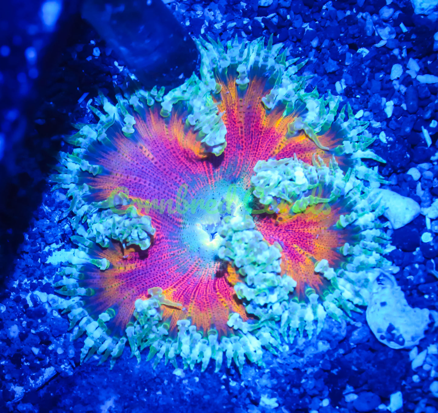 Cornbred's Inferno Rock Nem - WYSIWYG