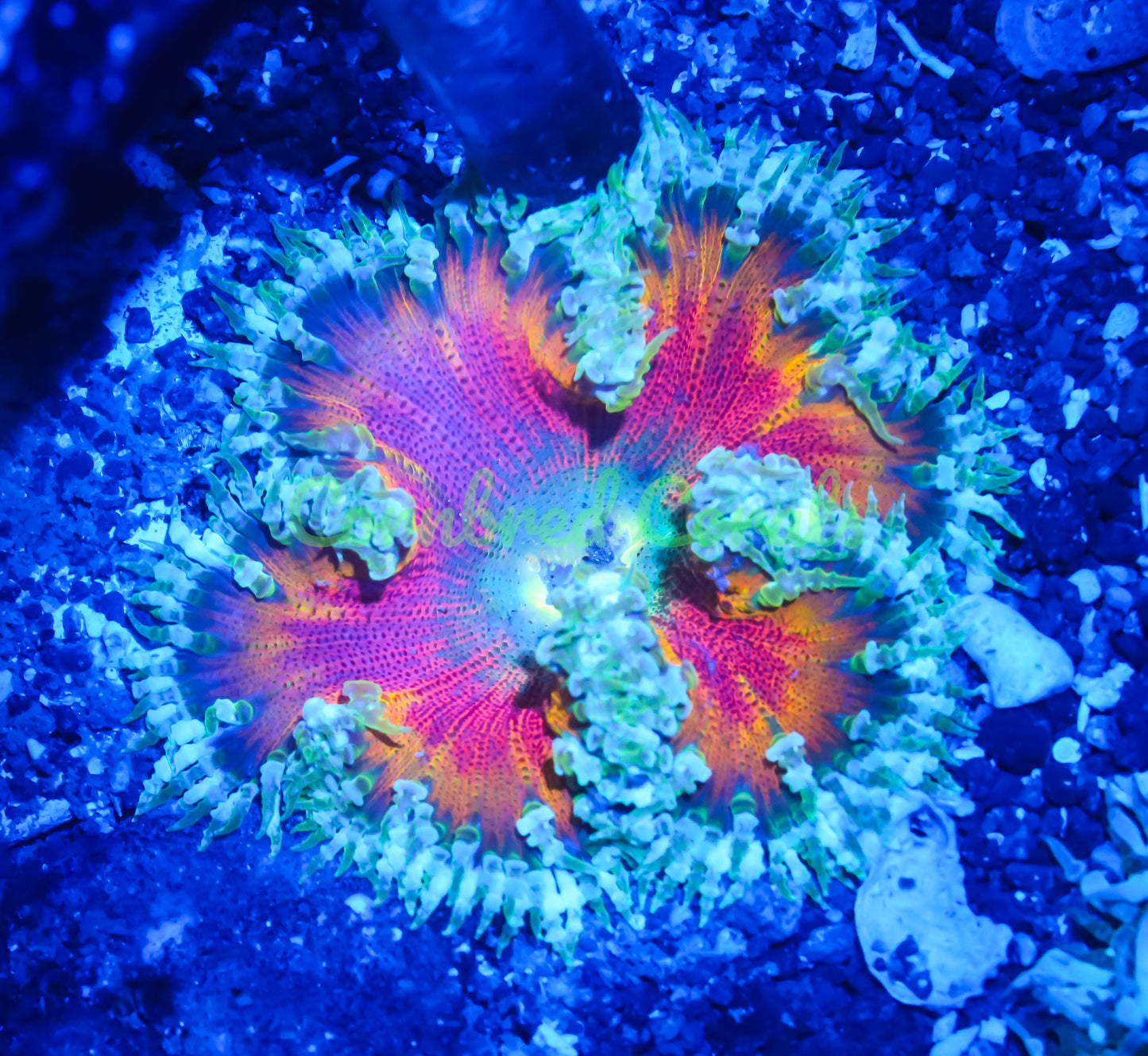 Cornbred's Inferno Rock Nem - WYSIWYG