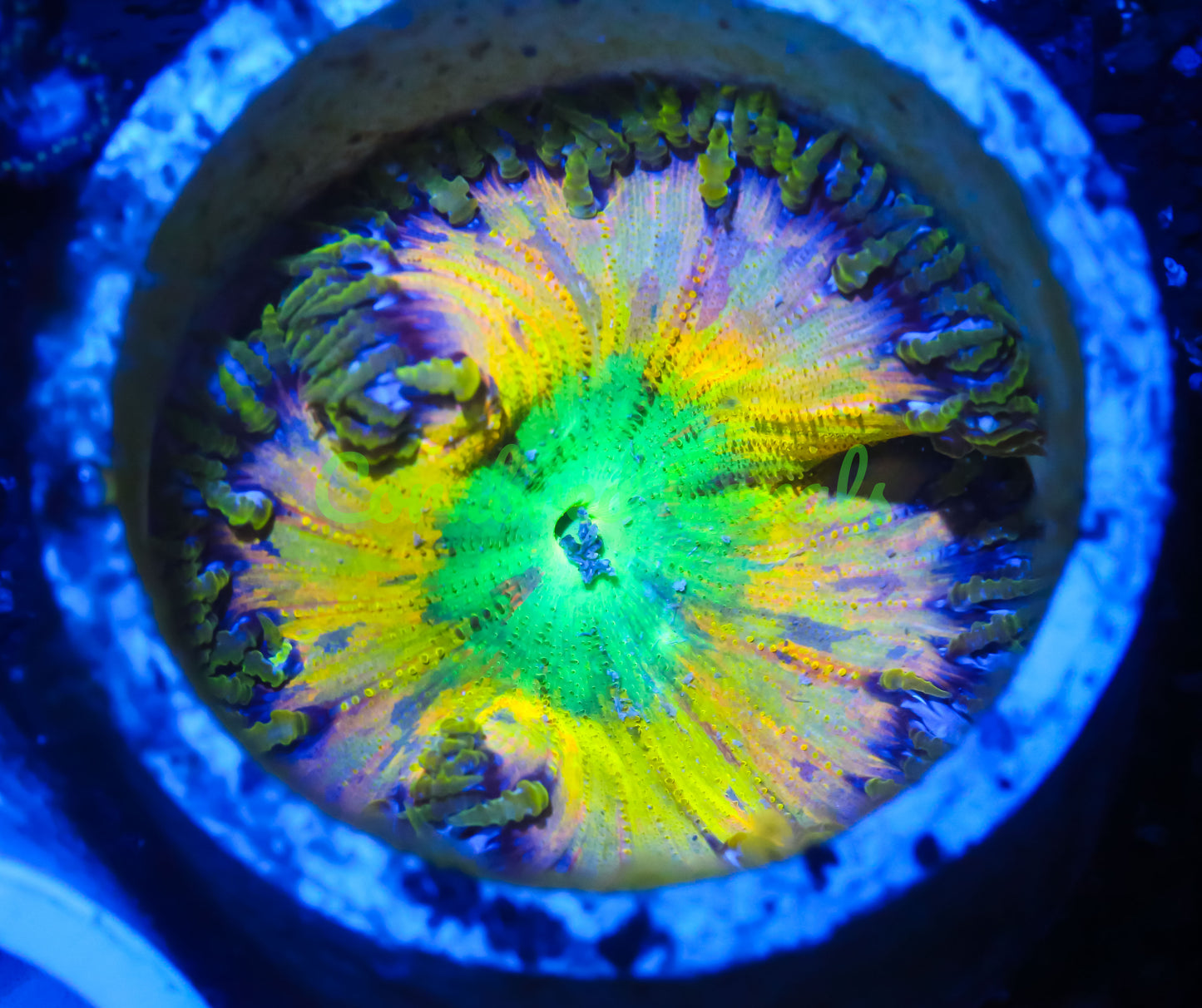 Cornbred's Grafted Alien Eye Rock Nem - WYSIWYG