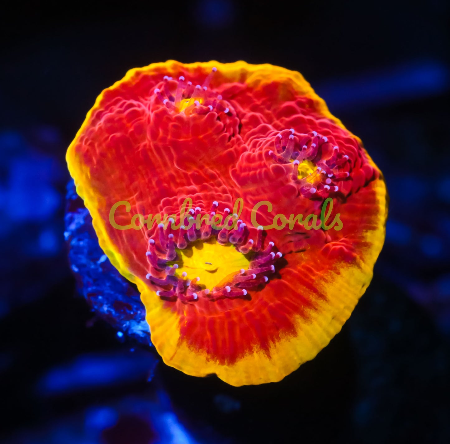 Cornbred's Flaming Bugatti Chalice - WYSIWYG