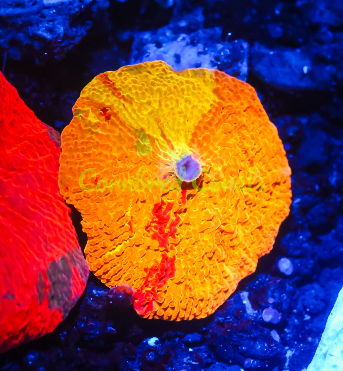 Cornbred's Rainbow Jawbreaker Mushroom - WYSIWYG