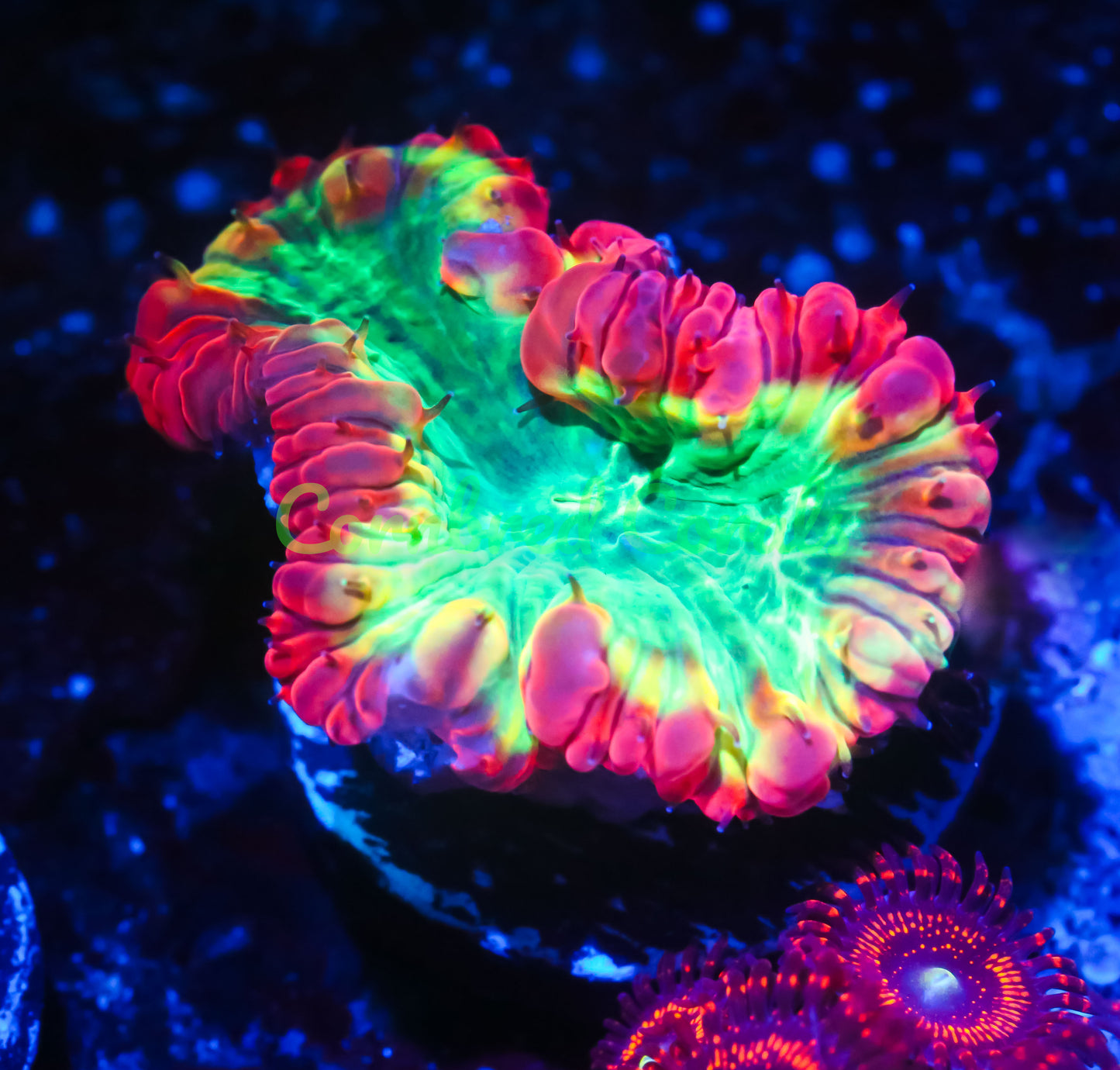 Cornbred's Radioactive Blasto - WYSIWYG