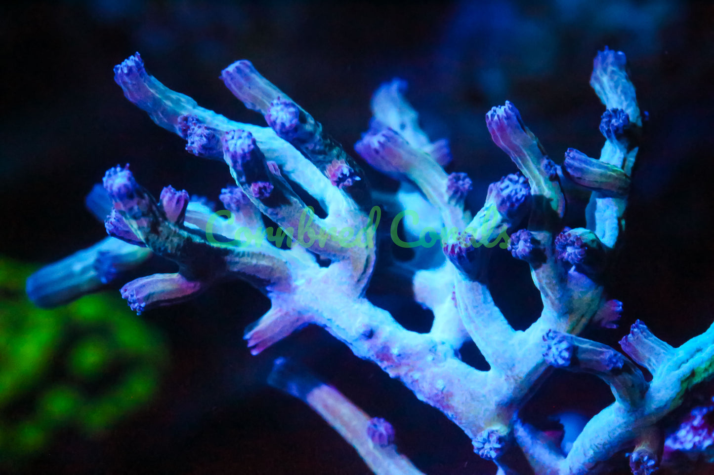 Cornbred's PPE Branching Cyphastrea