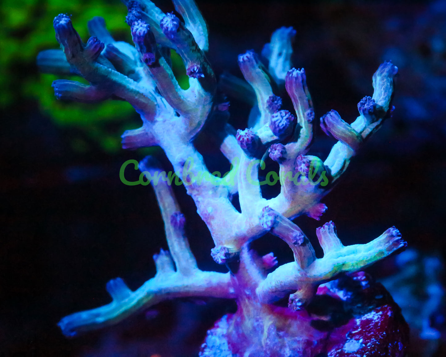 Cornbred's PPE Branching Cyphastrea