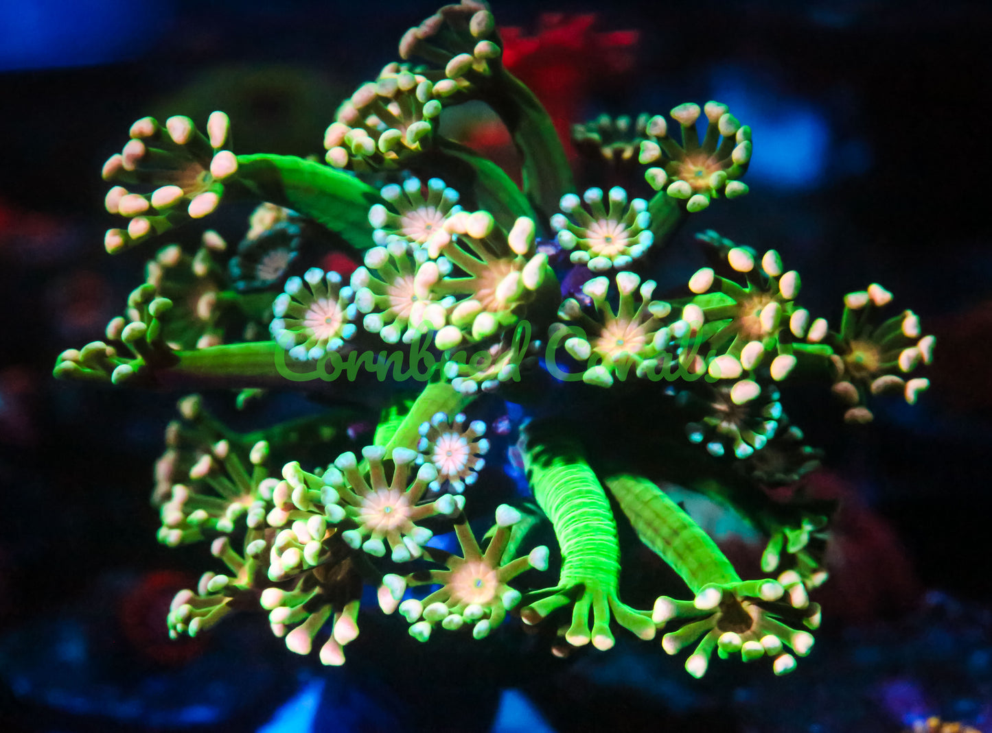 Cornbred's Money Trees Alveopora