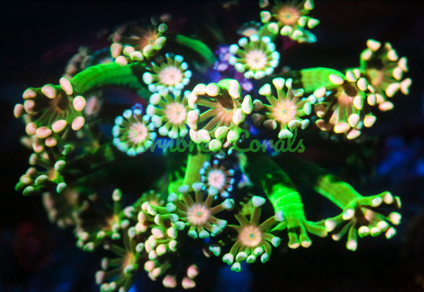 Cornbred's Money Trees Alveopora