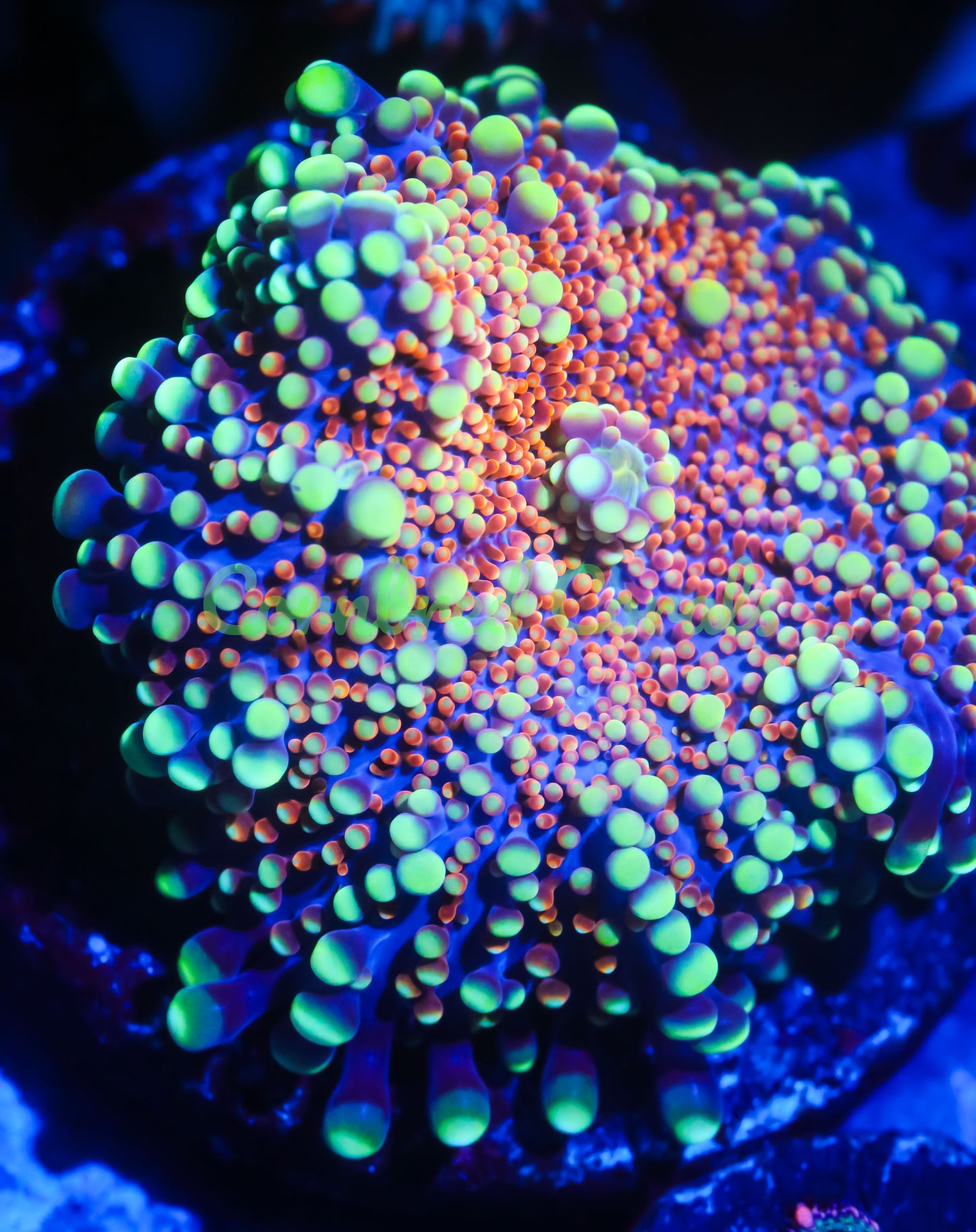 Cornbred's Celebration Yuma Mushroom - WYSIWYG