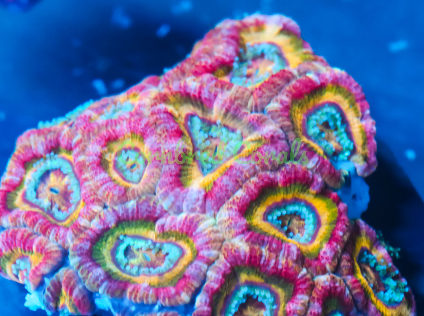 Cornbred's Pink Lemonade Acan