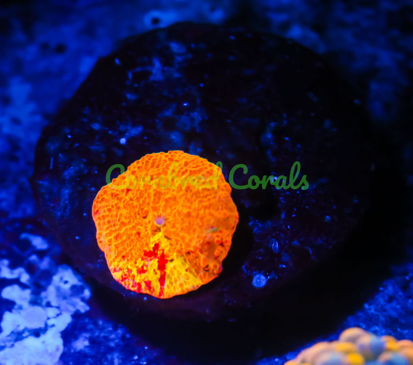 Cornbred's Rainbow Jawbreaker Mushroom - WYSIWYG