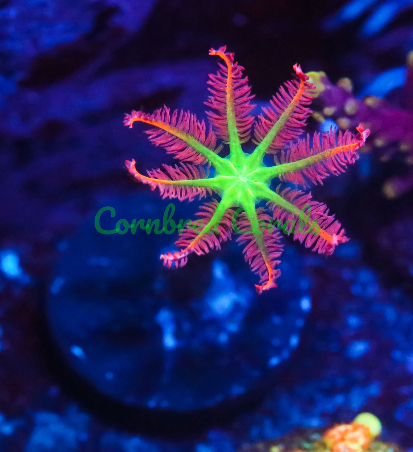 Cornbred's Ultimate Clove Gods