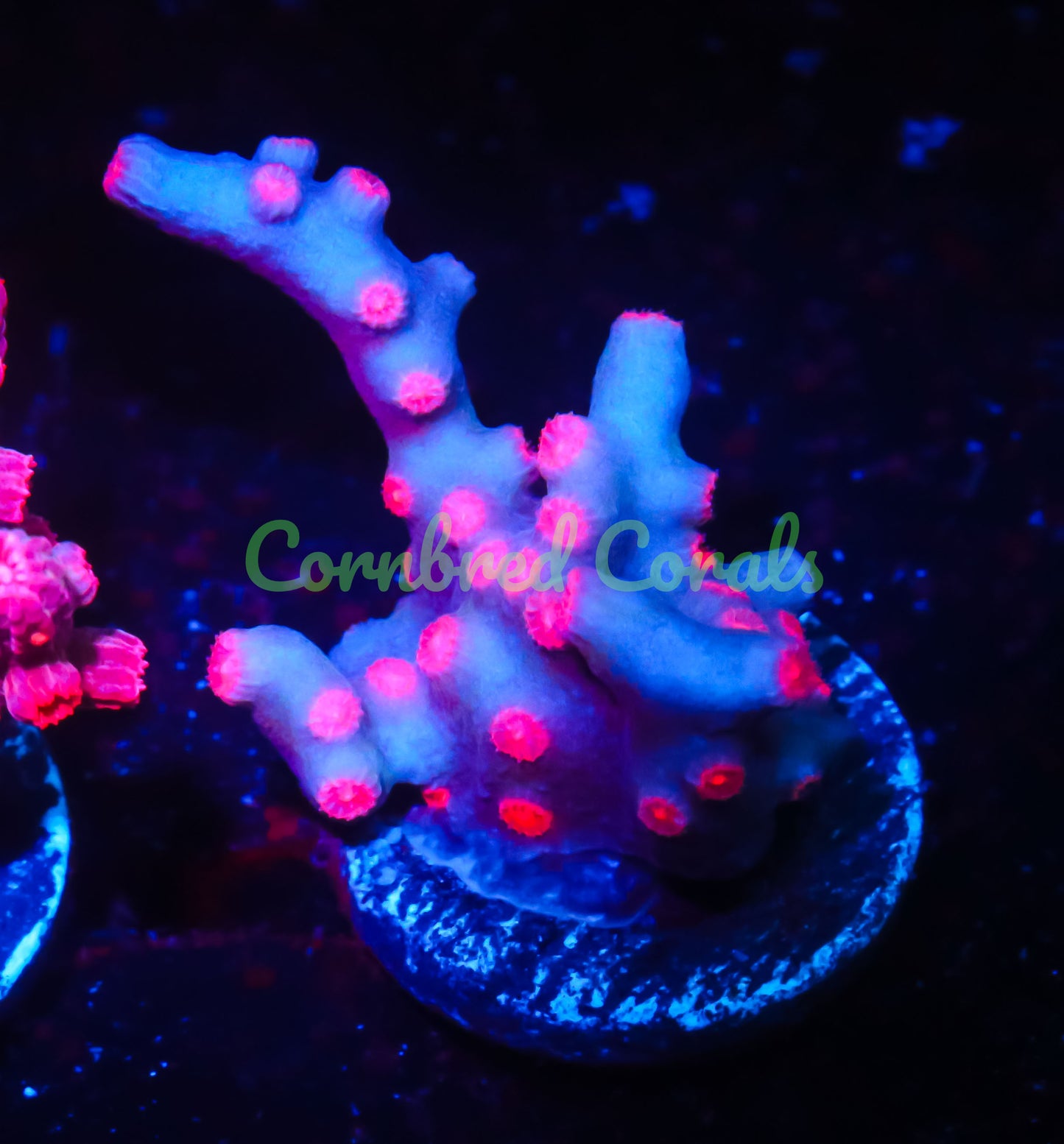 Cornbred's Branching Bleeding Rainbow Cyphastrea - WYSIWYG