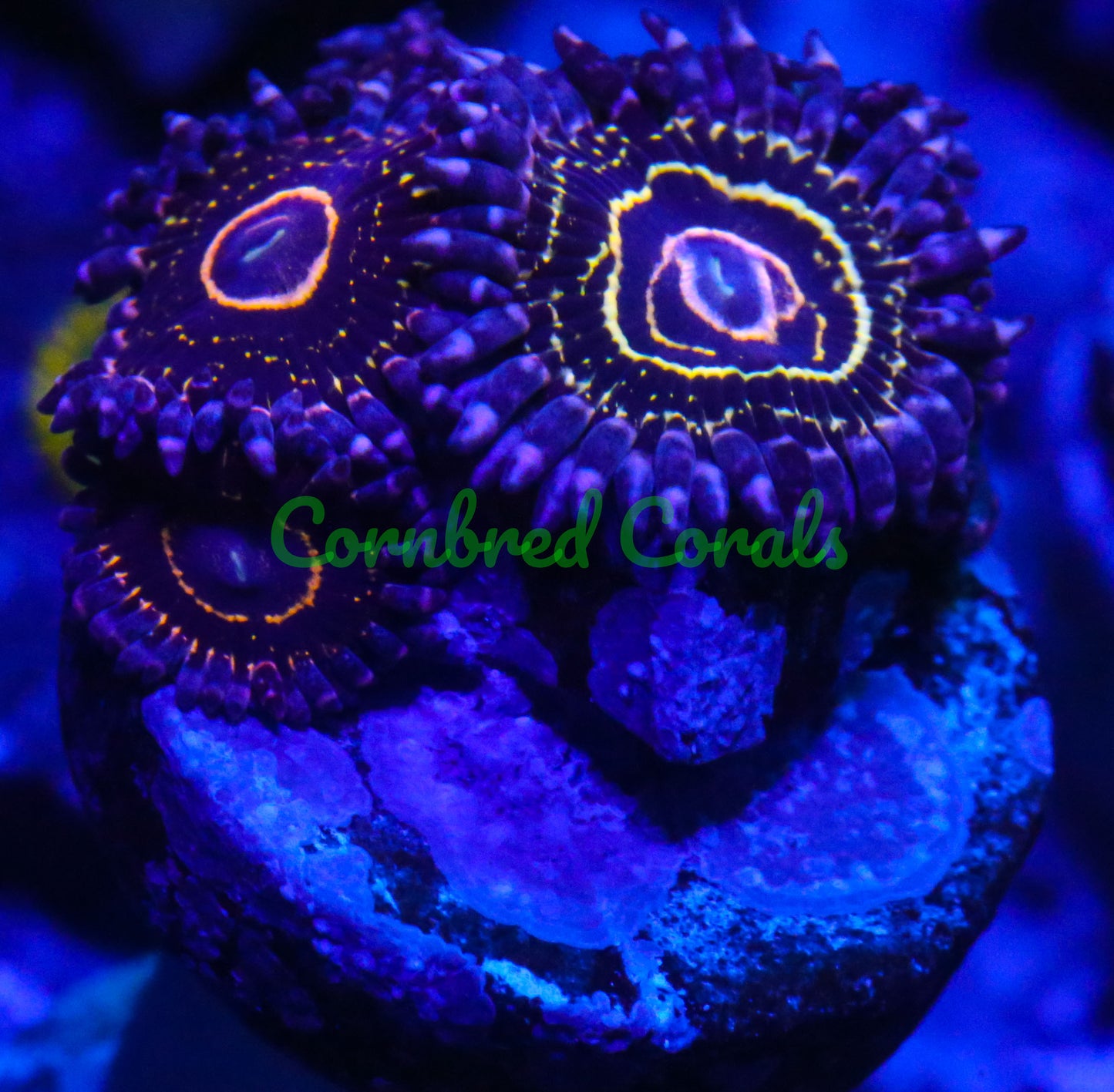 Cornbred's OG Stratosphere Paly - WYSIWYG