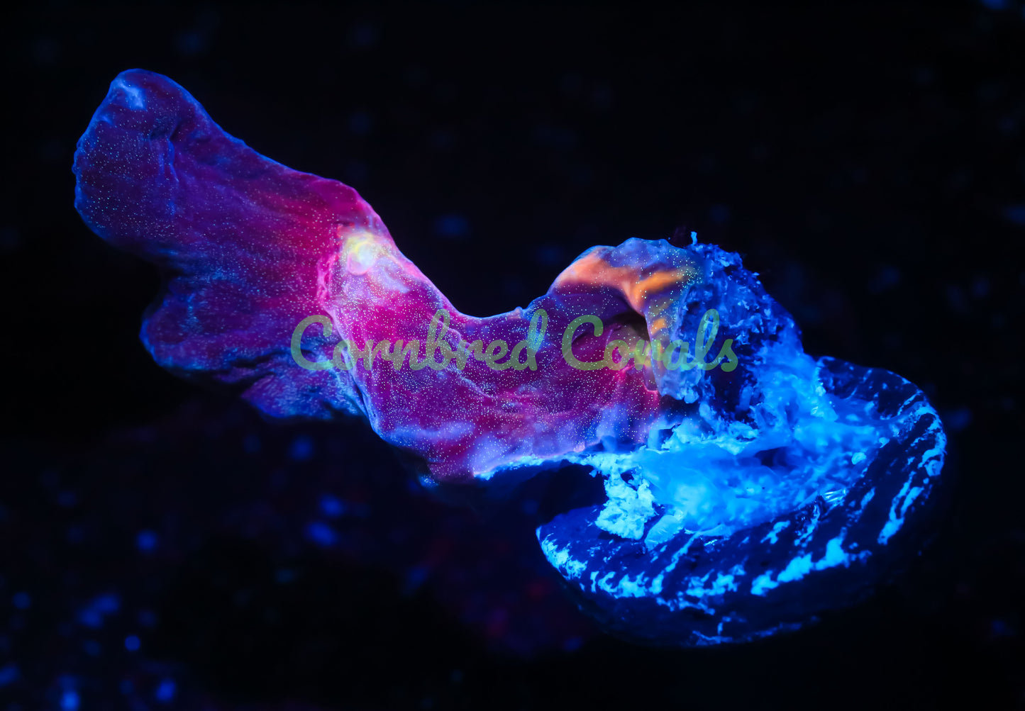 Cornbred's Rose Gold Pectinia - WYSIWYG