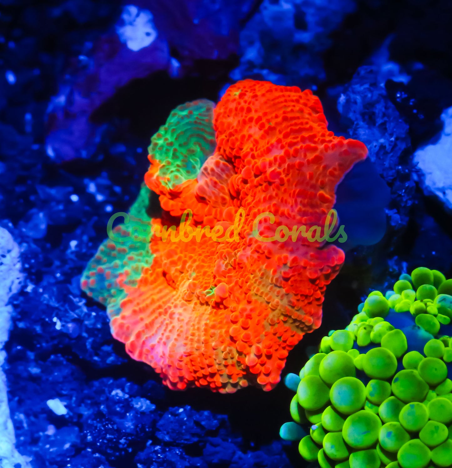 Cornbred's Candy Crush Mushroom - WYSIWYG