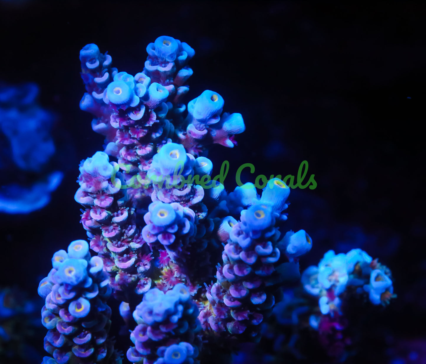 Cornbred's Unicorn Poop Acro