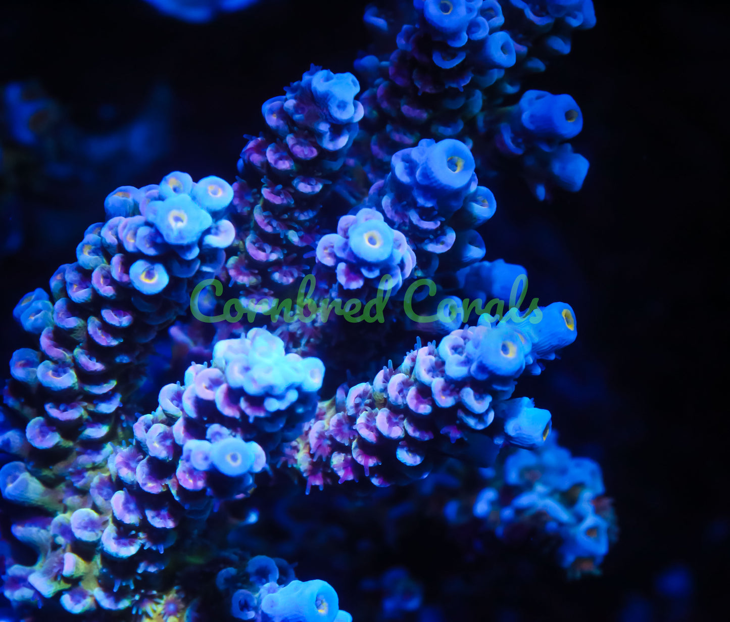 Cornbred's Unicorn Poop Acro