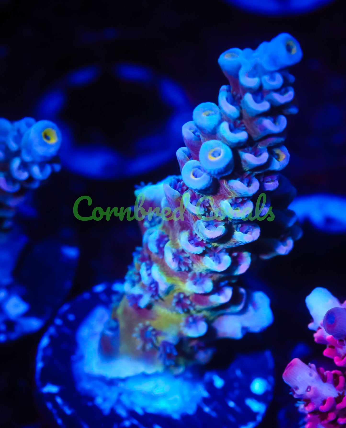 Cornbred's Unicorn Poop Acro - WYSIWYG