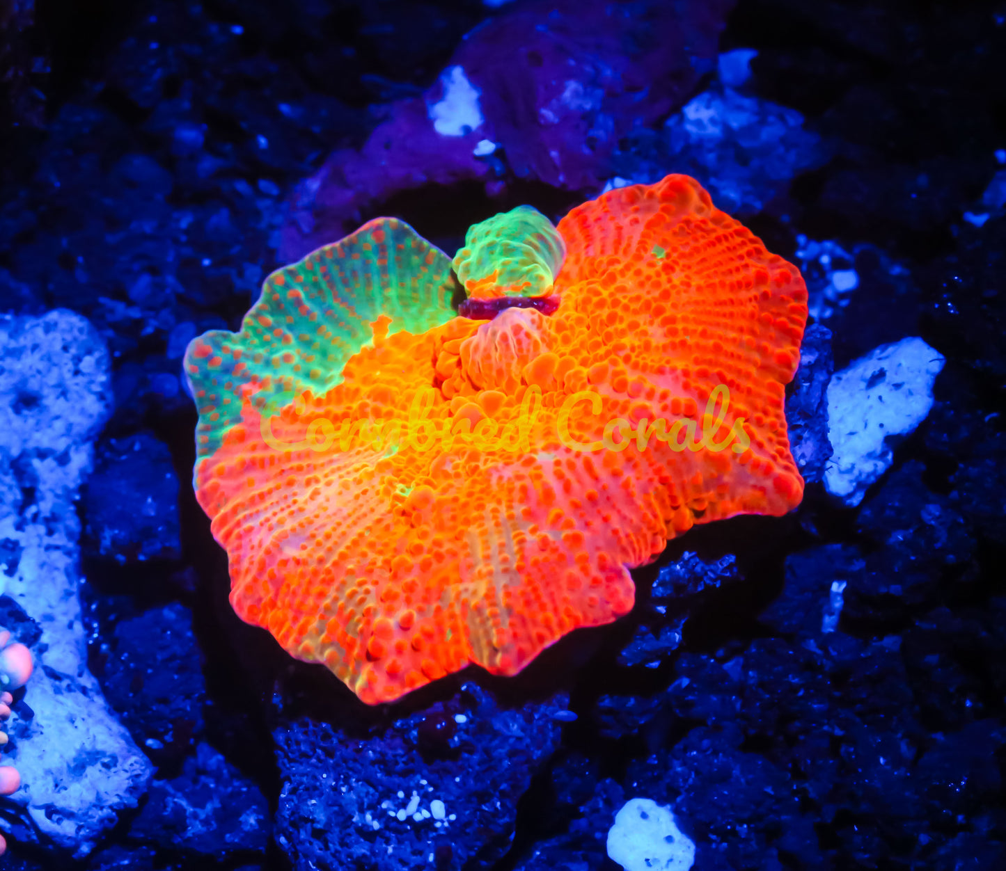 Cornbred's Candy Crush Mushroom - WYSIWYG