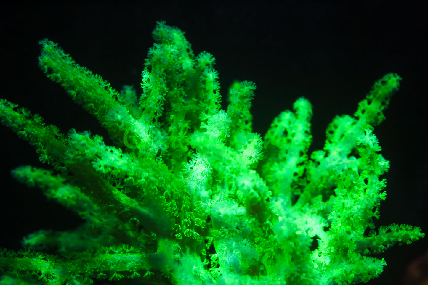 Cornbred's Toxic Sinularia