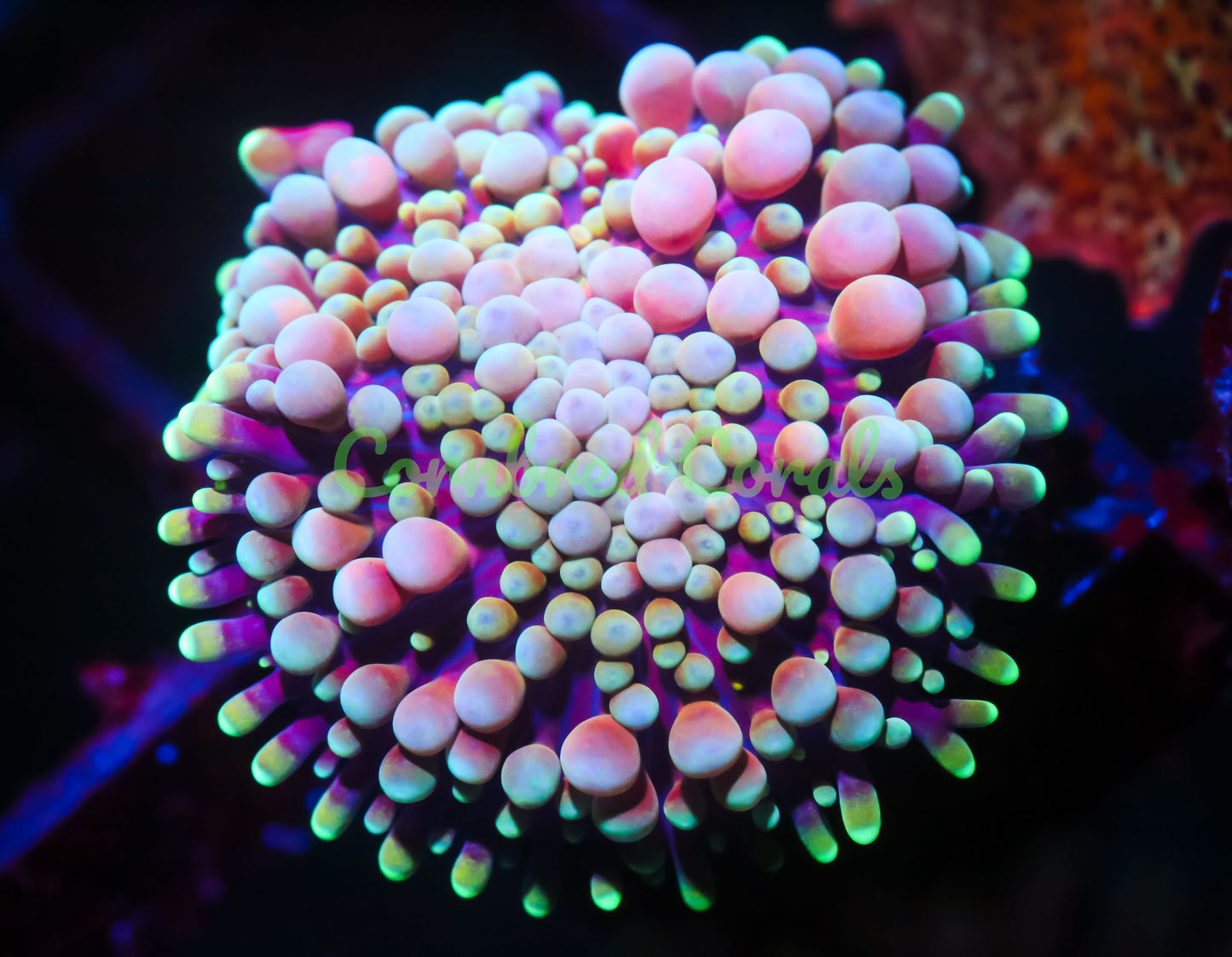 Cornbred's Summer Fruit Ricordea Mushroom - WYSIWYG