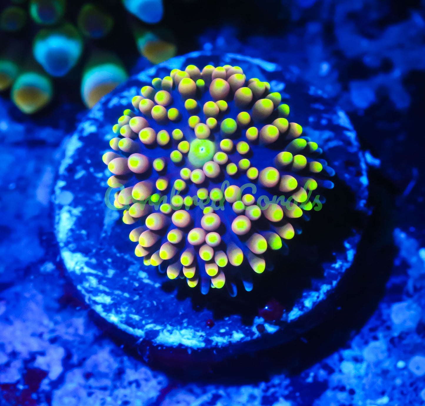 Cornbred's Mellow Yellow Ricordea Mushroom - WYSIWYG