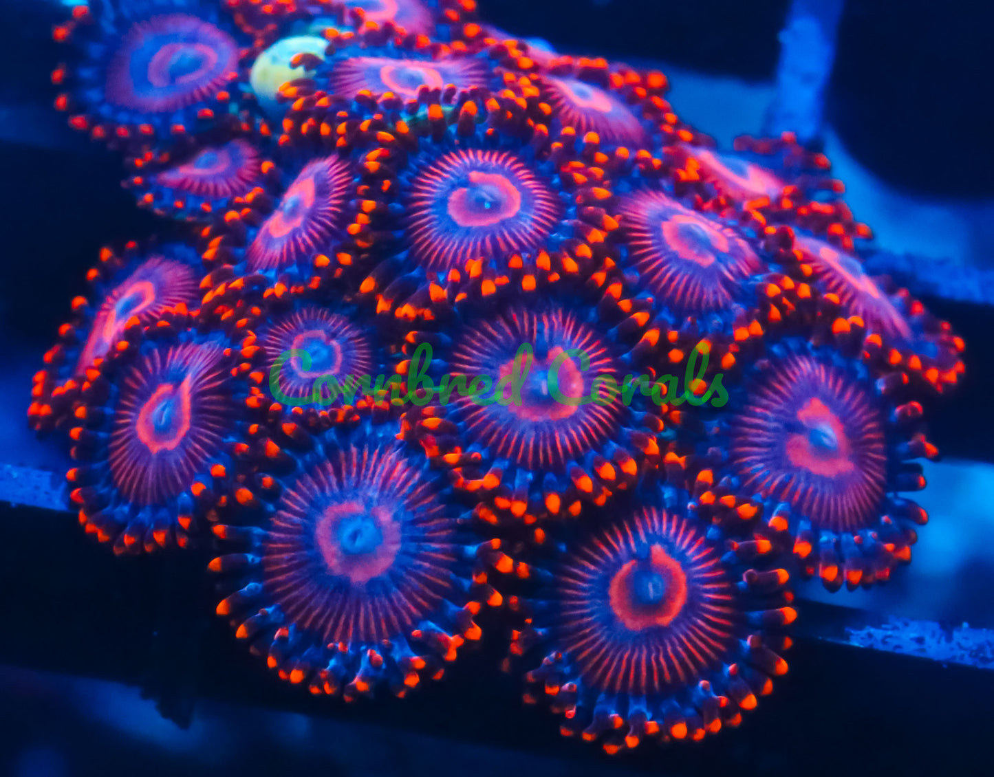 Cornbred Presents WWC's Twizzlers Zoas