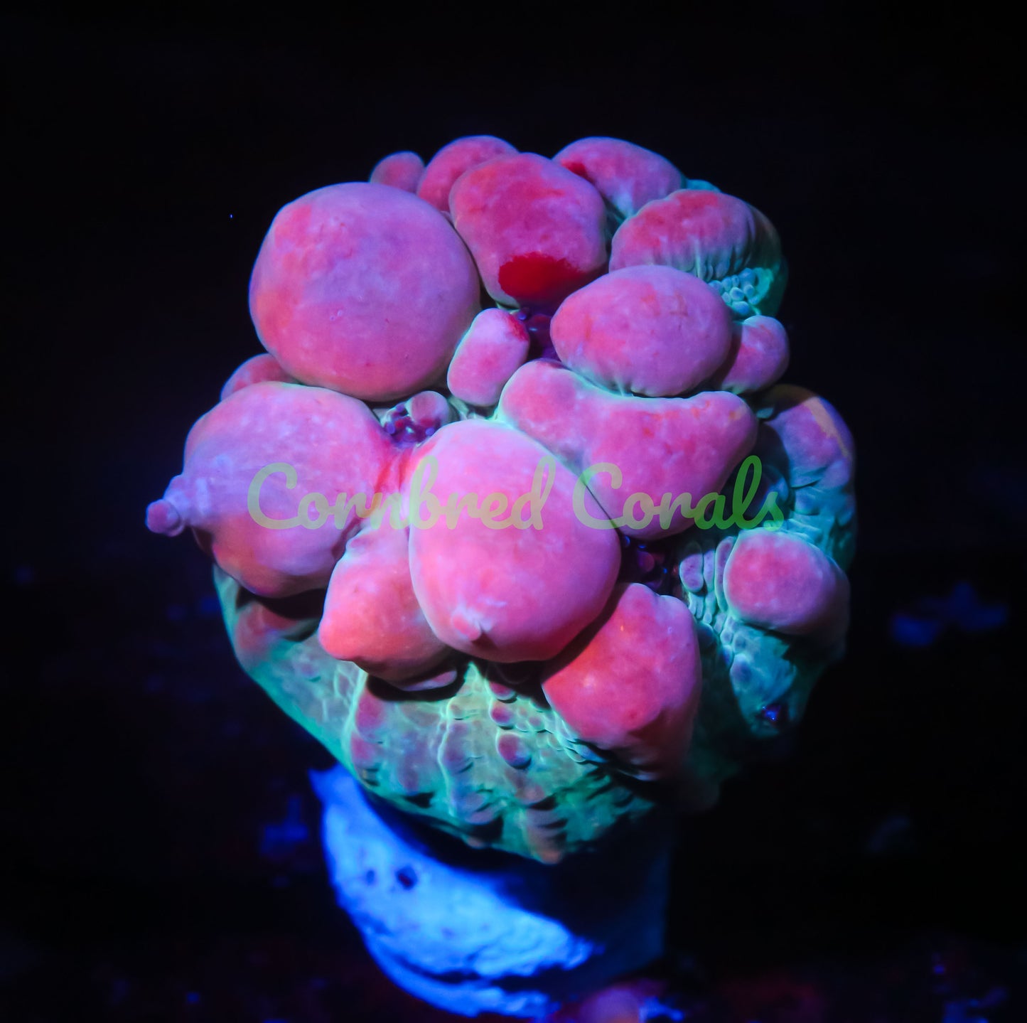 Cornbred Presents WWC's Cosmic Candy Bounce Chalice - WYSIWYG