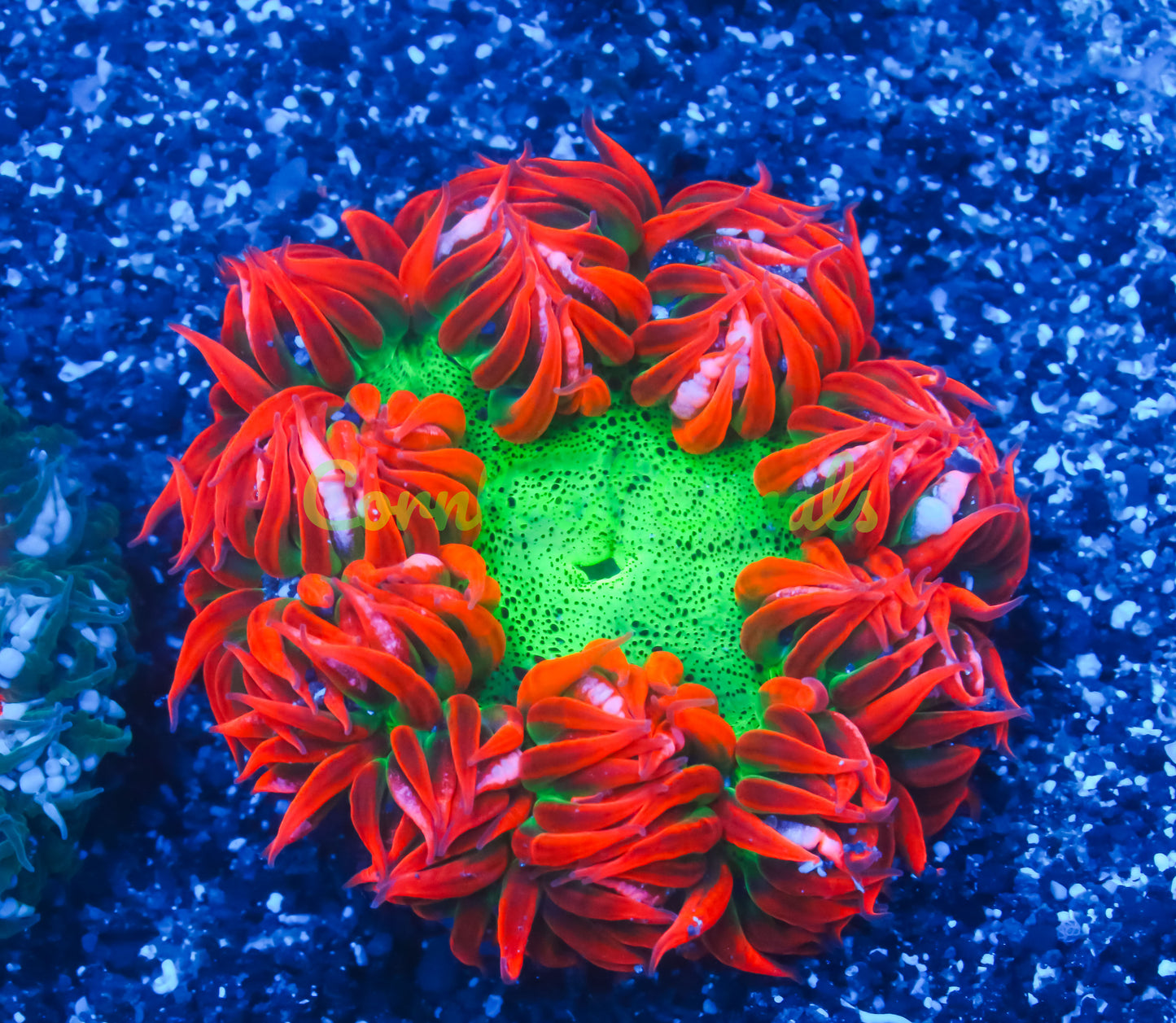 Cornbred's Noche Buena Rock Nem - WYSIWYG