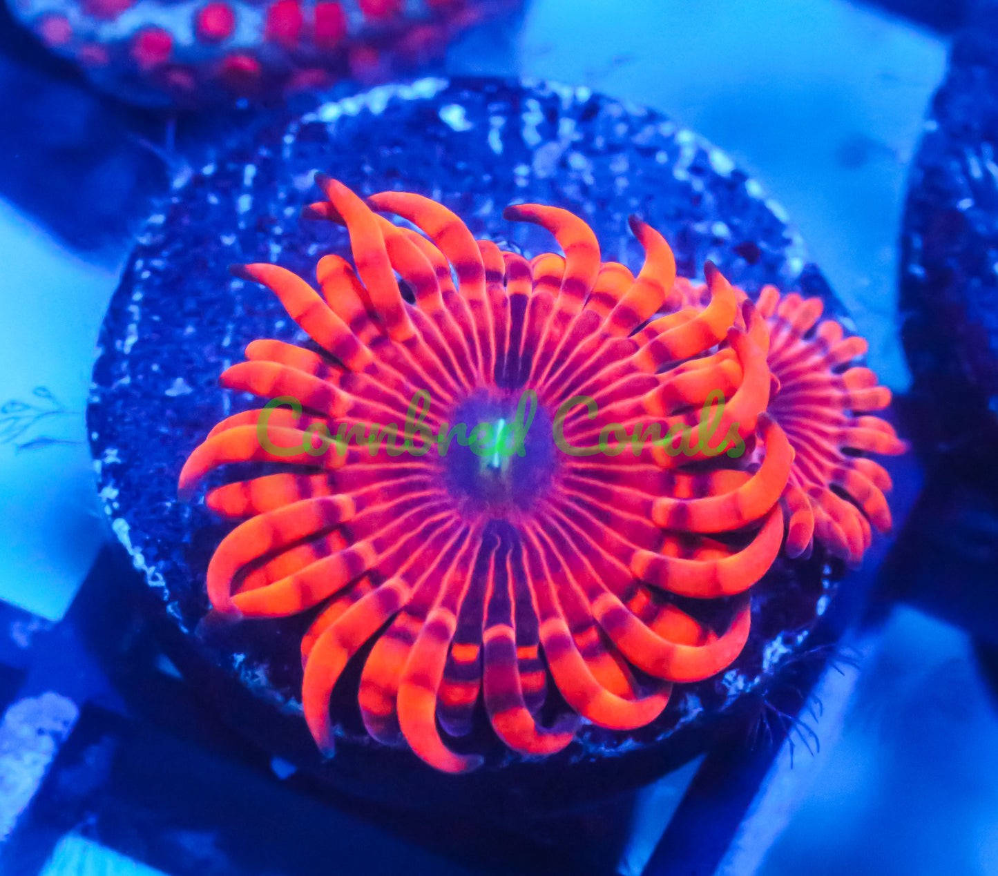 Cornbred's Burning Man Palys