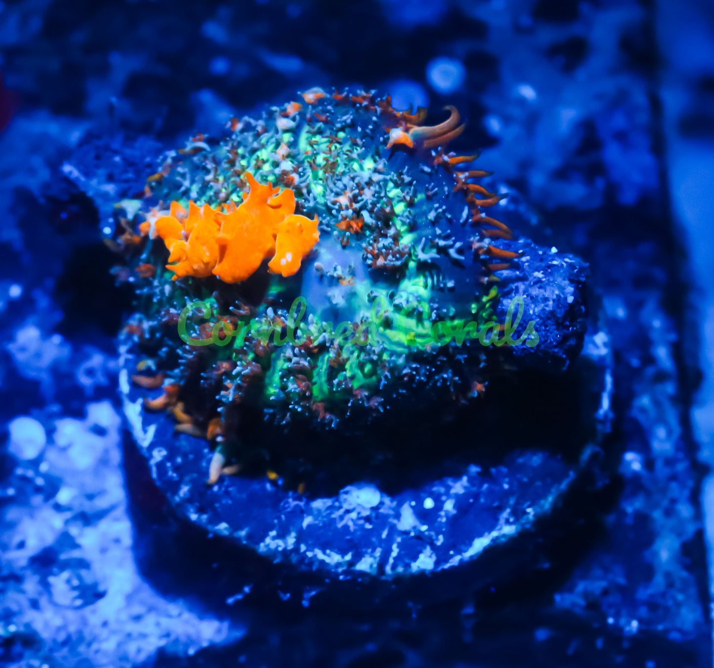Cornbred's Sunkist Bounce Mushroom - WYSIWYG