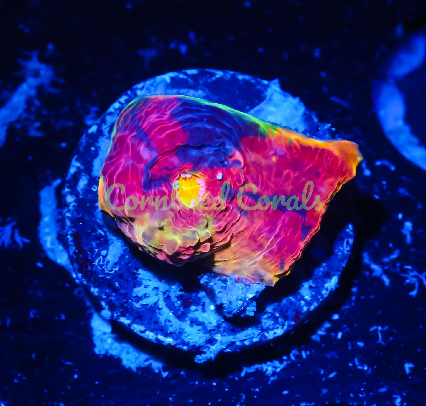 Cornbred Presents WWC's Jelly Bean Chalice - WYSIWYG