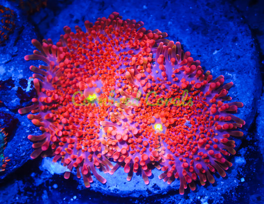 Cornbred's Strawberry Croc Yuma Mushroom