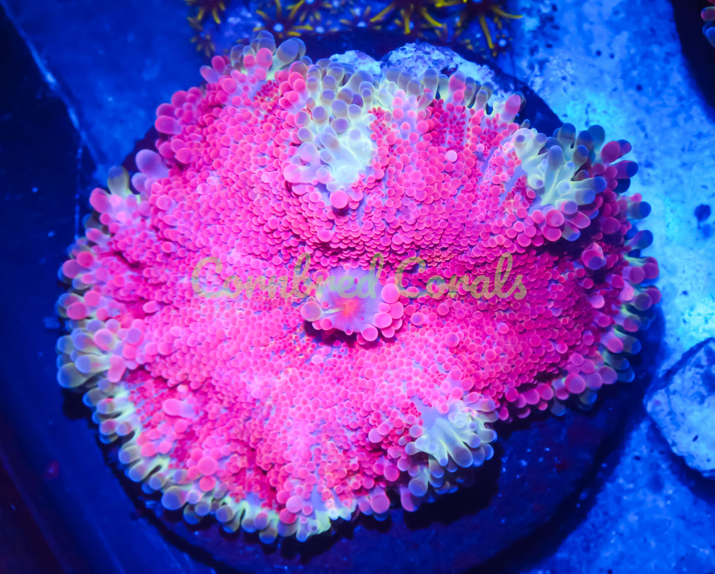 Cornbred's Pink Lemonade Yuma Mushroom - WYSIWYG