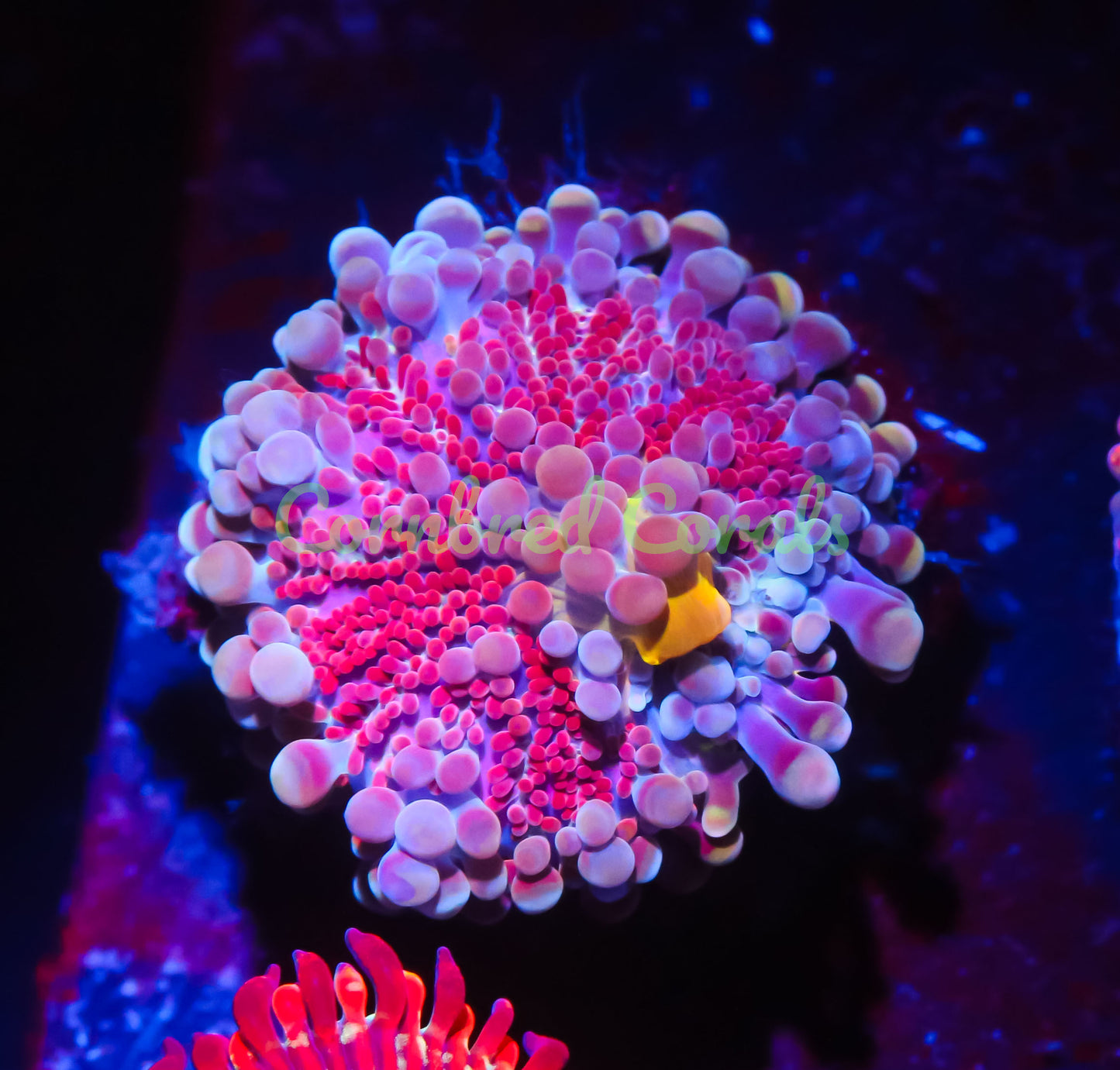 Cornbred's Pink Sugar Yuma Mushroom - WYSIWYG