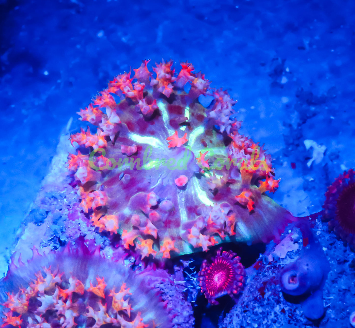 Cornbred's Rainbow Flame Bounce Mushroom - WYSIWYG